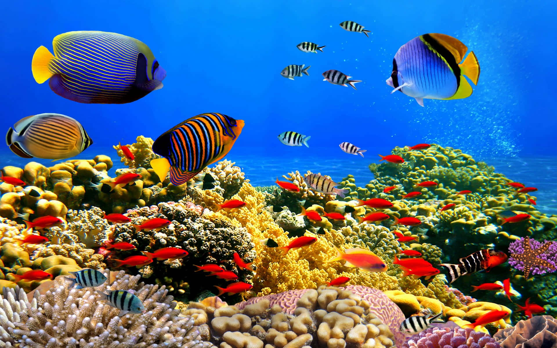 Kawaii Sea Creatures 桌布 壁紙 — 色彩繽紛的熱帶魚在清澈藍色海水下的彩色珊瑚礁中優雅地游動。