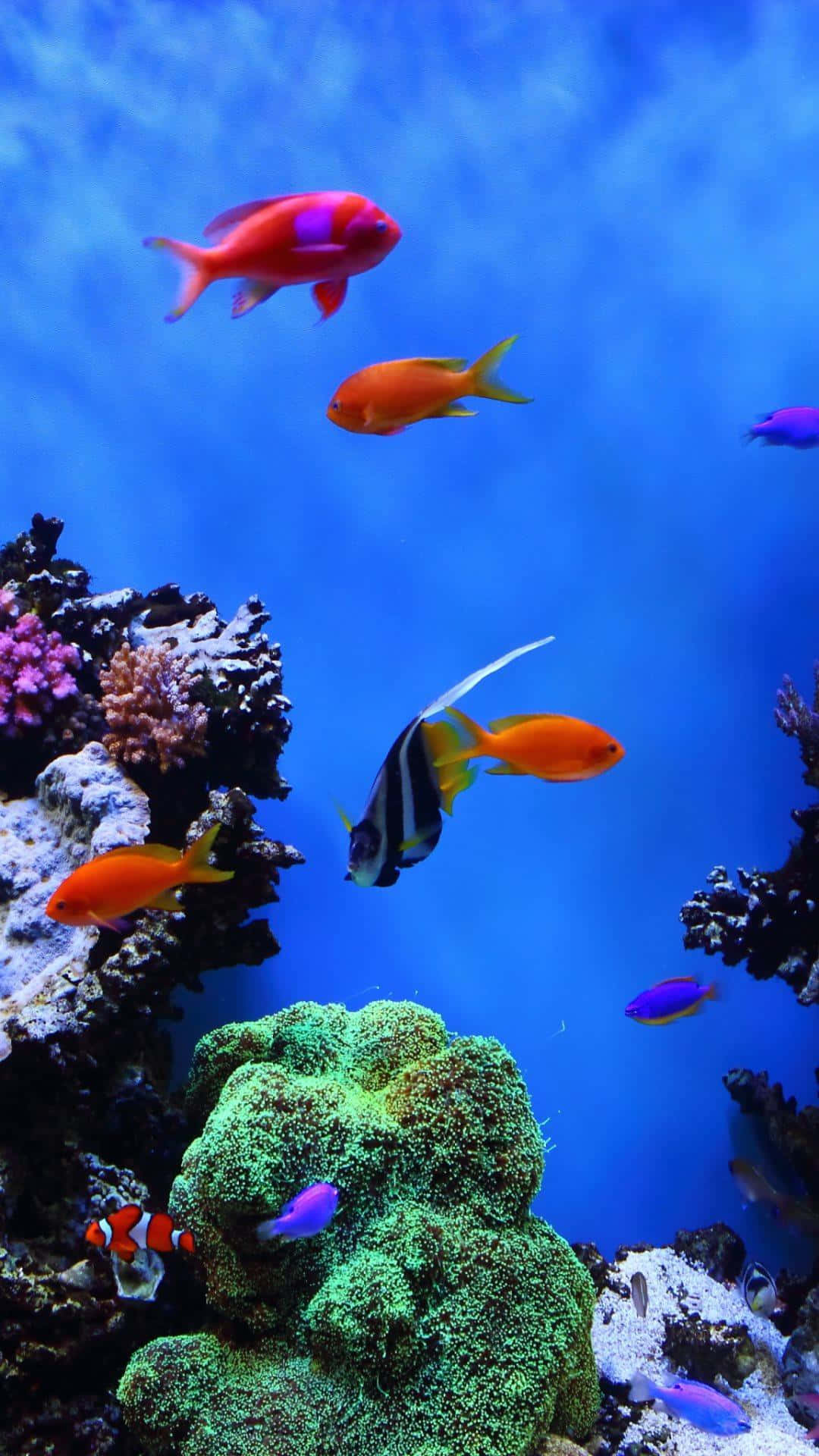 High Res 桌布 壁紙 — 色彩繽紛的熱帶魚在清澈藍色海水下的彩色珊瑚結構中優雅地游動。