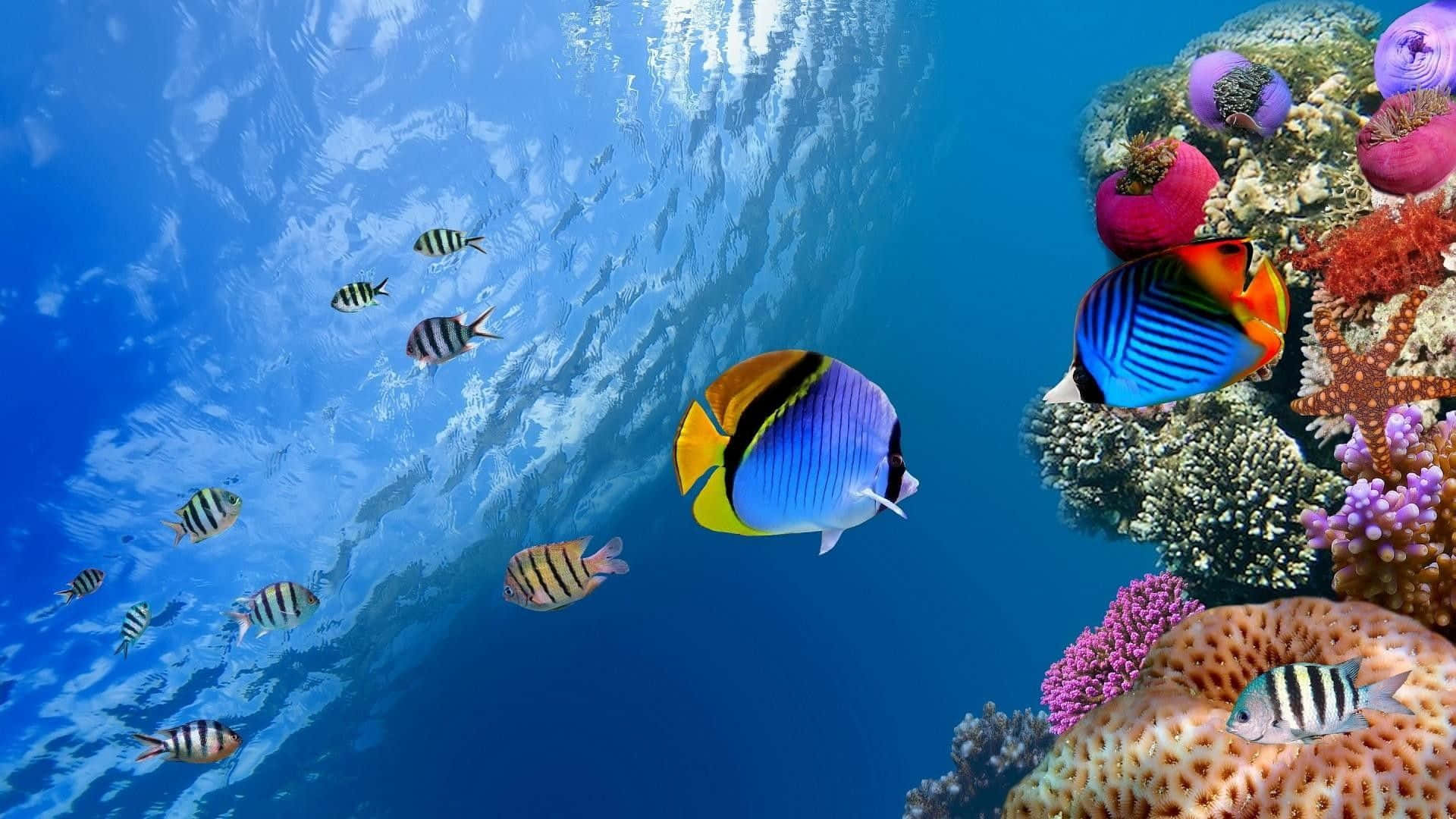 色彩繽紛的熱帶魚在清澈藍色海水中悠遊 壁紙 — 色彩繽紛的熱帶魚在清澈的藍色海水下，優雅地在色彩斑斕的珊瑚礁間游動。