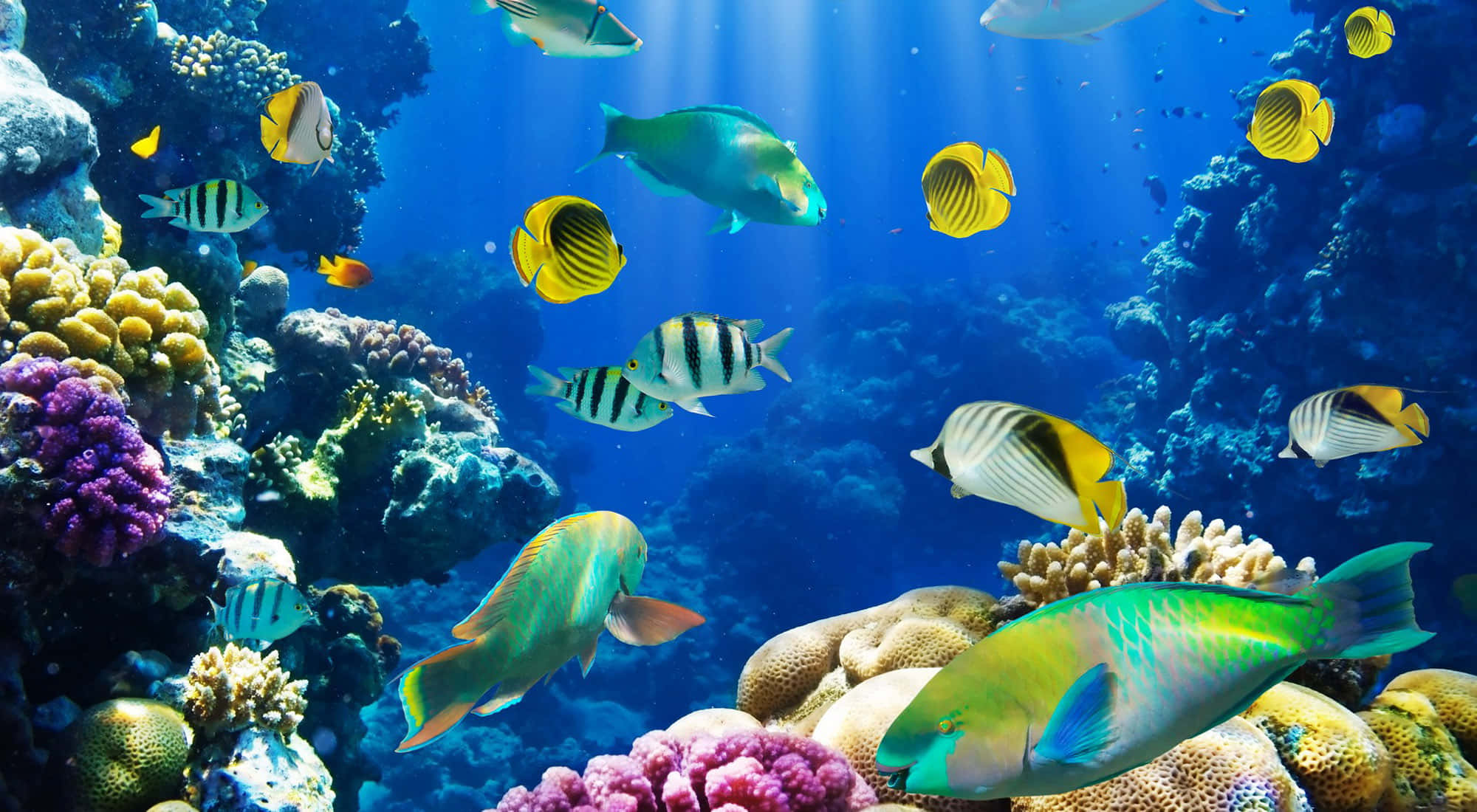 3d Fish 桌布 壁紙 — 色彩繽紛的熱帶魚在陽光照射下嘅明亮藍色海水中，喺五顏六色嘅珊瑚礁之間游嚟游去。