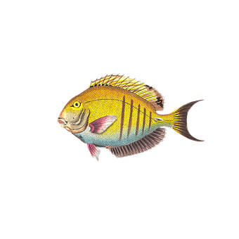 色彩繽紛的熱帶魚插圖 壁紙