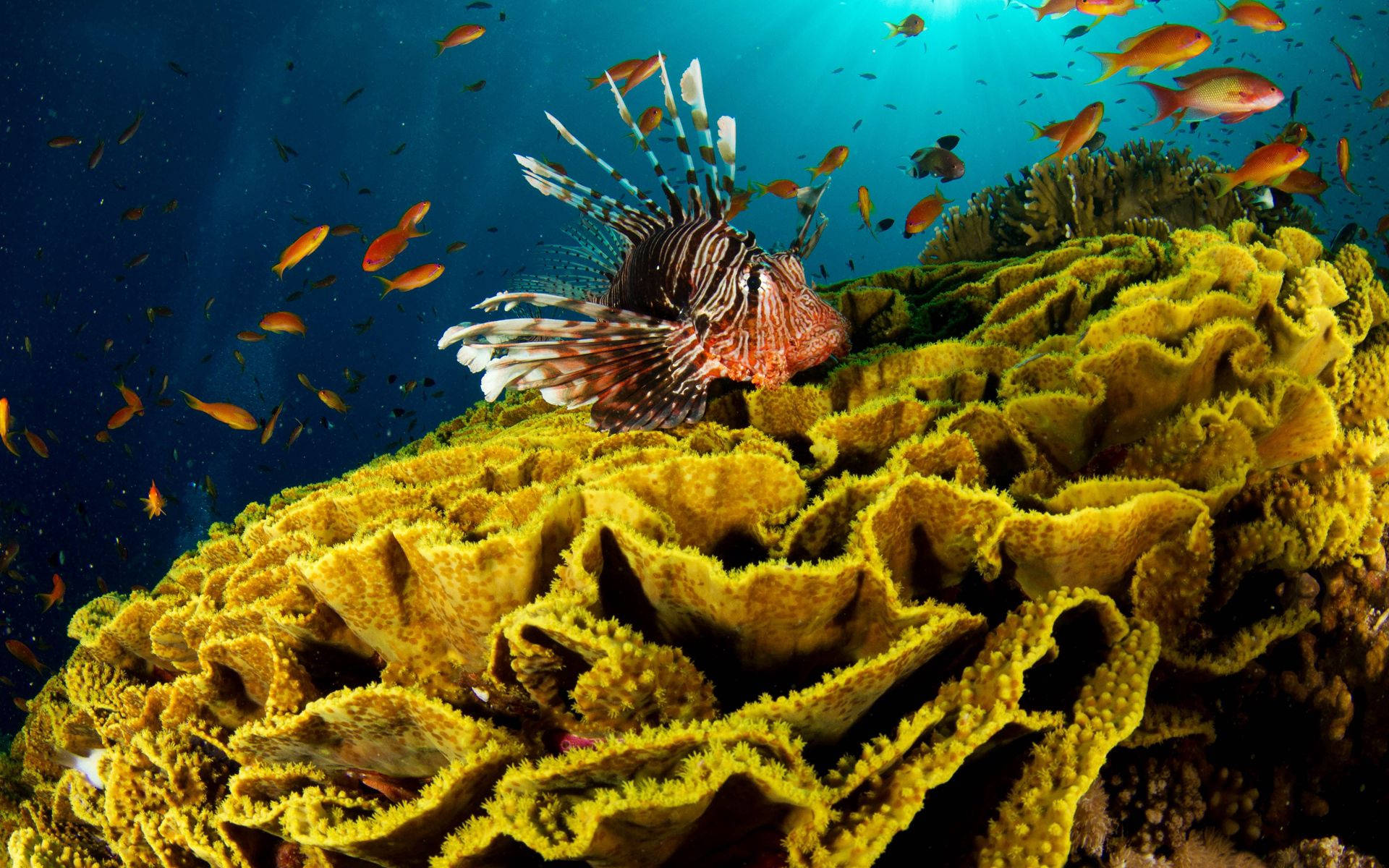 獅子魚棲息在黃色珊瑚上，附近有橙色魚群在水中游動。