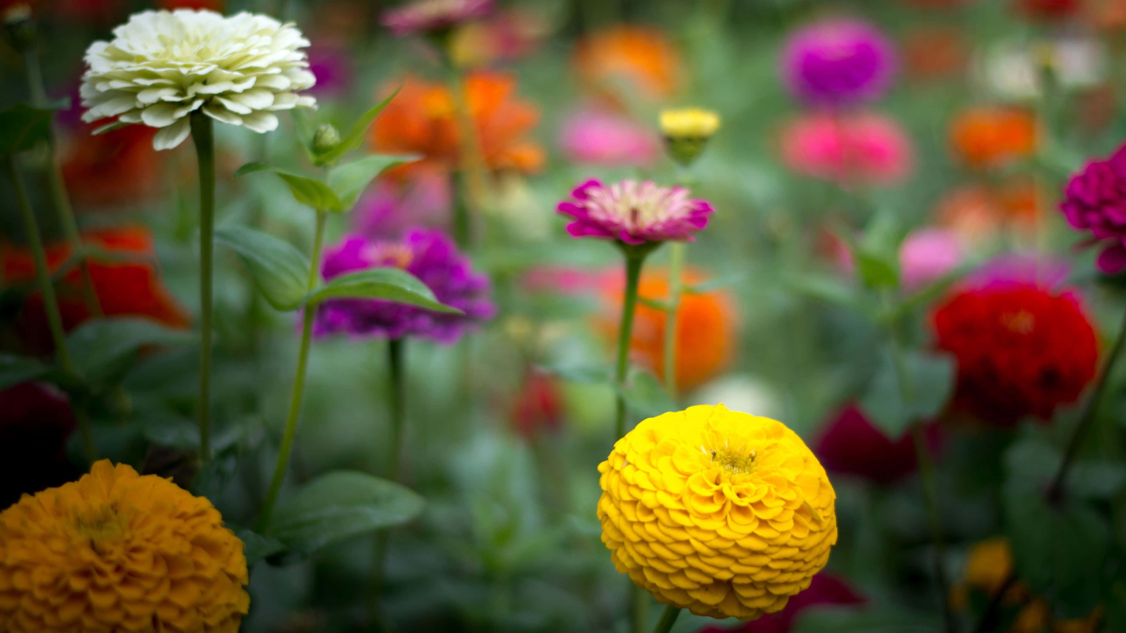 色彩繽紛的百日草 4K 花卉背景 壁紙 — 鮮豔的百日菊以黃色、粉紅色、紅色和橙色的鮮明色調，在茂盛的花園中盛開，背景柔和散景。