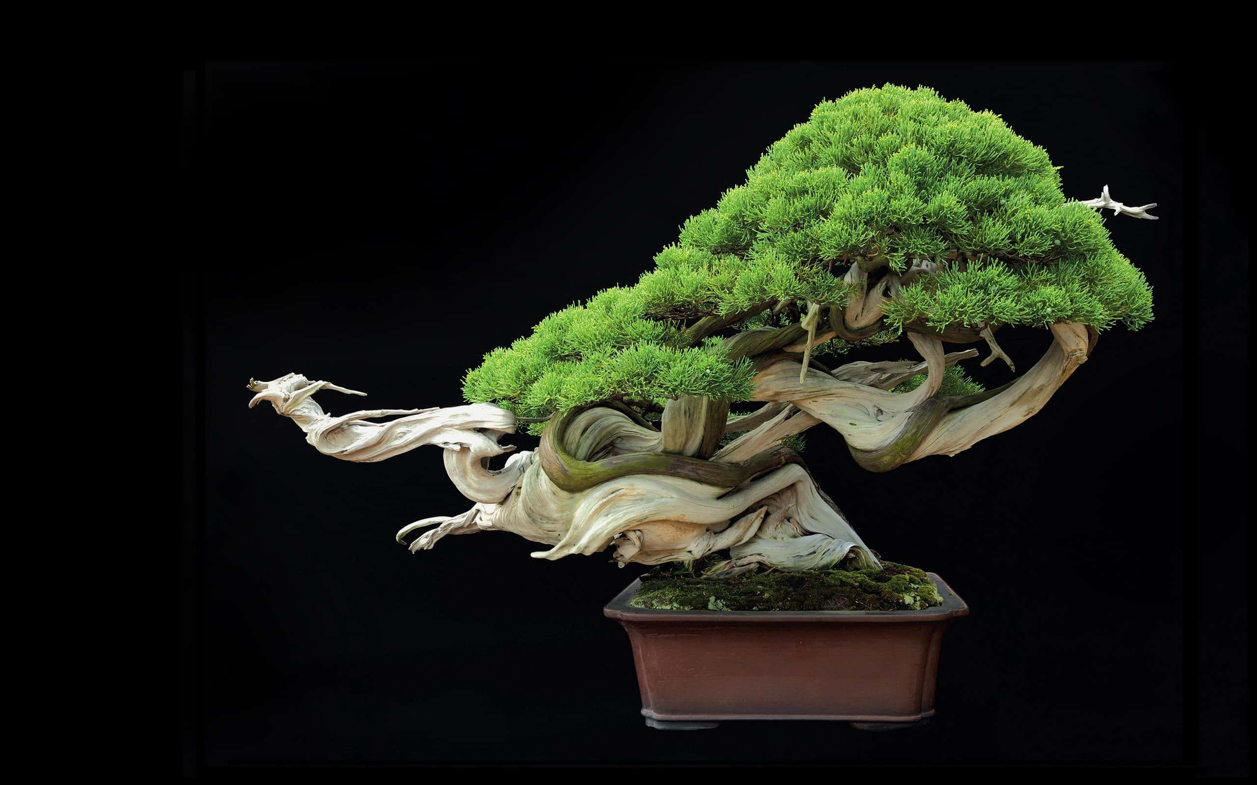 色彩繽紛的盆景樹雅緻佈置 壁紙 — 一棵雄偉的盆景樹，擁有充滿活力的綠色葉子和粗糙風化的樹幹，立在一個長方形花盆中，背景是純黑色。