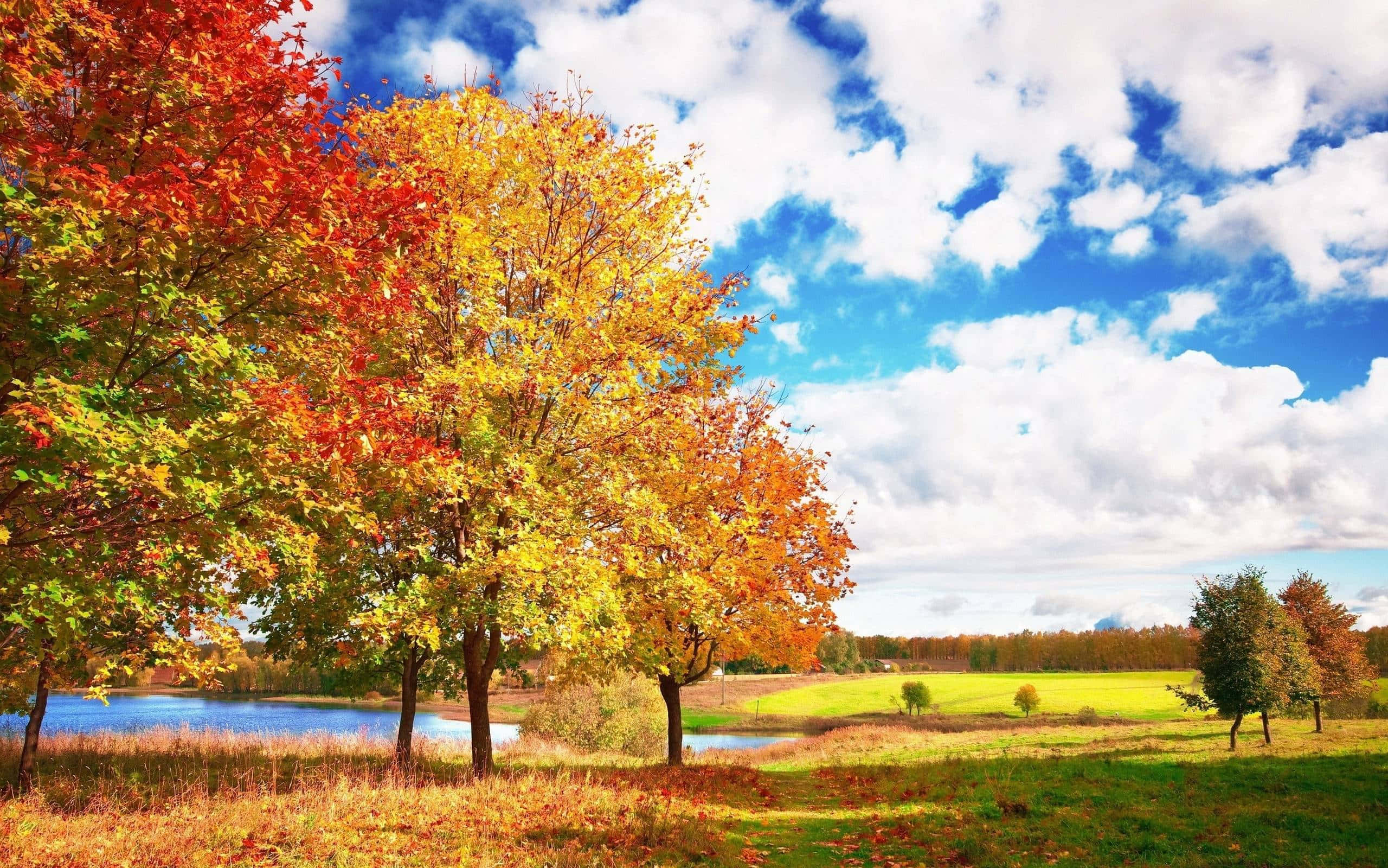 Colorful Trees 桌布 壁紙 — 色彩繽紛的秋樹，帶有火紅和金黃的葉子，矗立在平靜的湖邊，在明亮的藍天下，有蓬鬆的白雲。