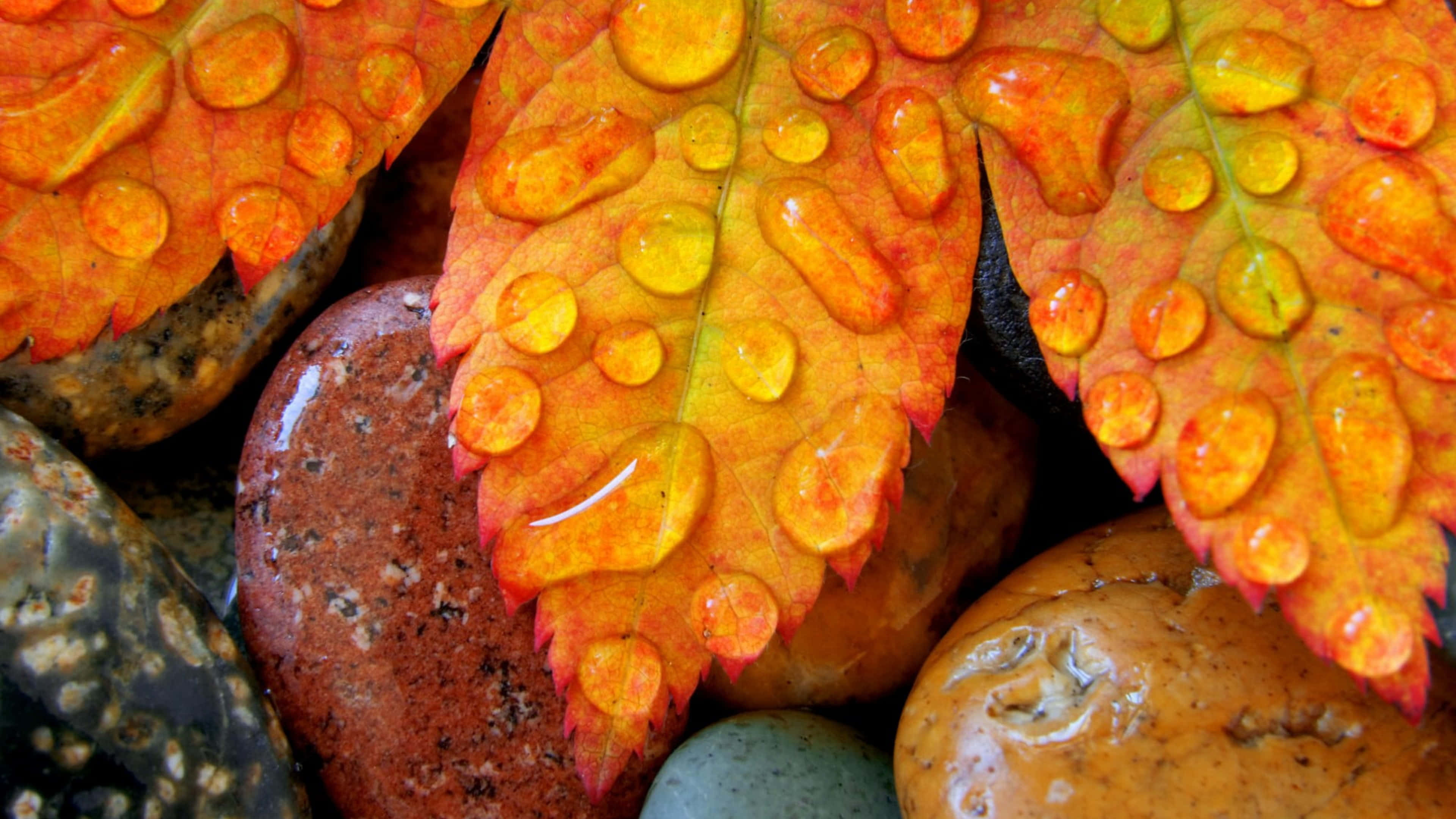 Fall Dew 桌布 壁紙 — 色彩繽紛的秋葉上掛著閃爍的水珠，靜靜躺在光滑的河石上，是一張自然特寫照。