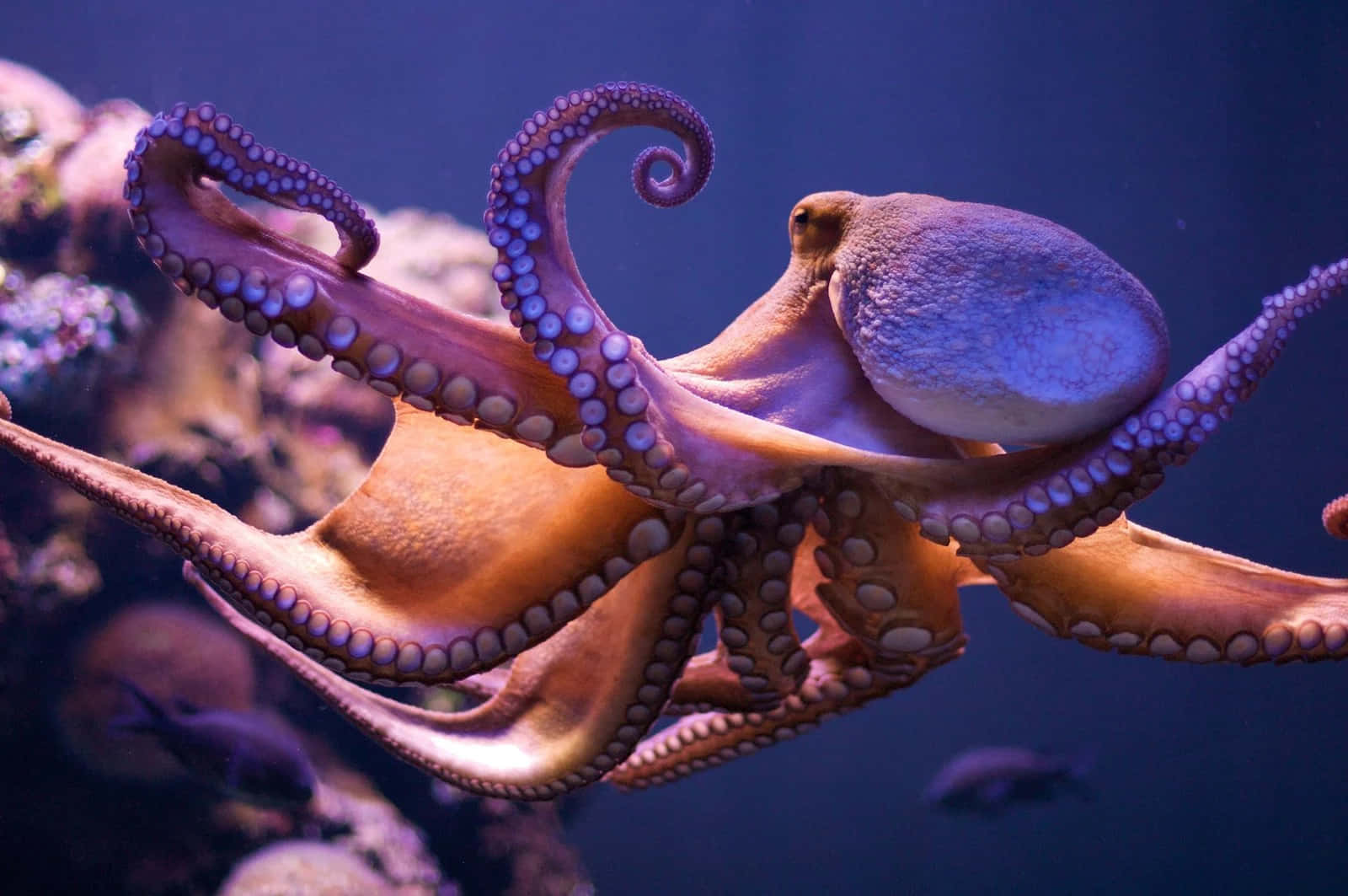 一隻紫色八爪魚在水族箱中與珊瑚和魚類一起游泳。