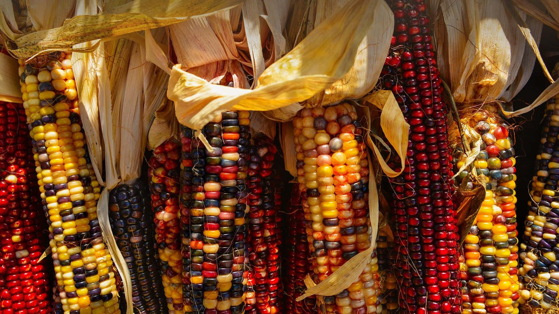 Corn 桌布 壁紙 — 色彩繽紛的粟米芯特寫，帶有乾燥的外殼，懸掛在明亮的陽光下。