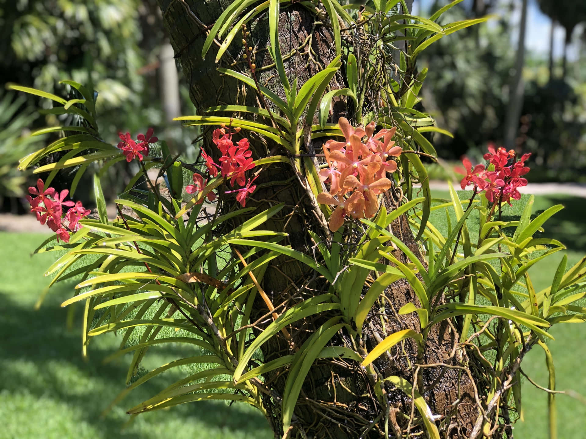 在陽光花園的樹幹上生長的蘭花。