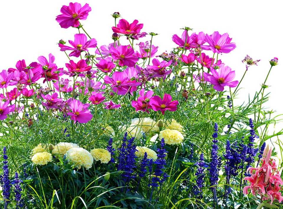 色彩繽紛的花園花卉 壁紙