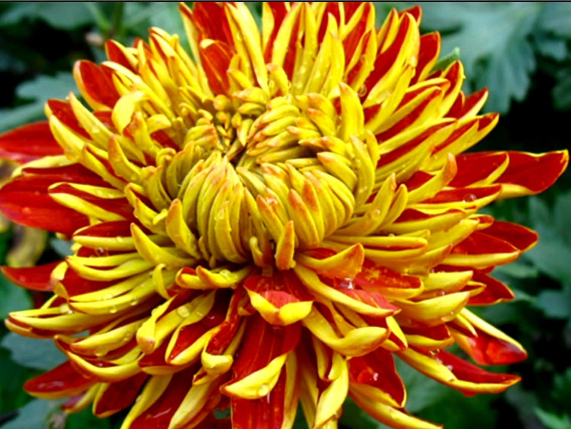 色彩繽紛的菊花田 壁紙 — 一朵充滿活力的菊花，帶有火紅和金黃色的花瓣，在柔和的綠色背景下閃爍著露珠。