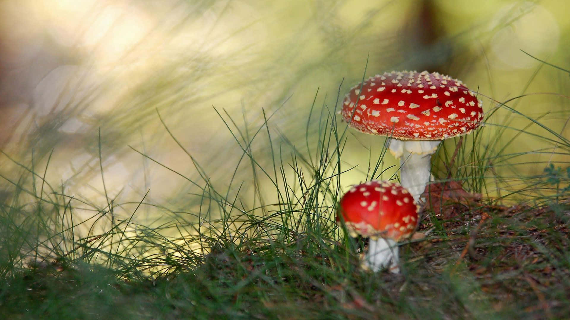 色彩繽紛的蘑菇配鮮豔粉紅背景 壁紙 — 兩朵鮮紅色的毒蠅傘蘑菇，帶有白色斑點，從陽光普照的森林空地上的茂密綠草中冒出。