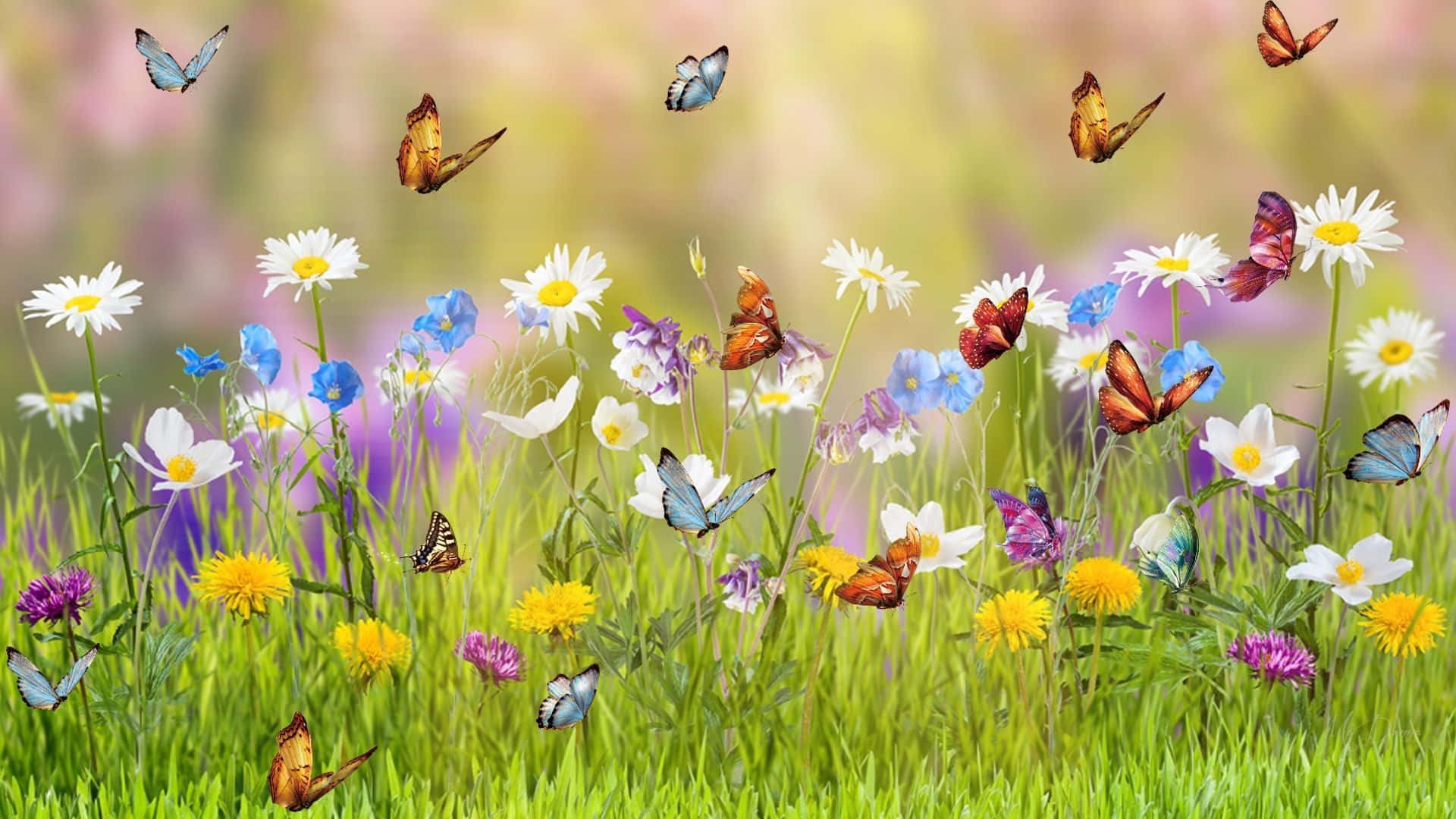 Butterfly Garden Plants 桌布 壁紙 — 色彩繽紛的蝴蝶在柔和的陽光下，於開滿雛菊和野花的生機勃勃草地上翩翩飛舞。