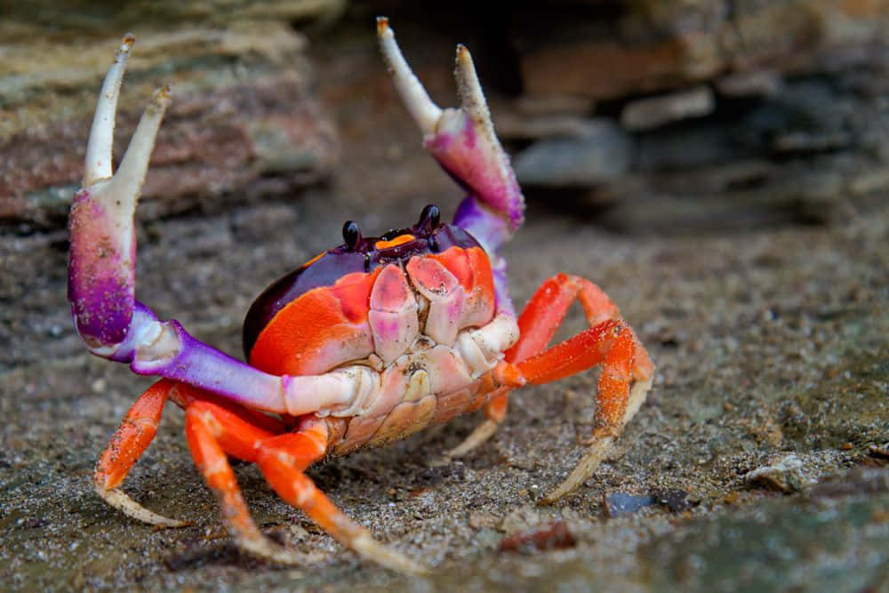 一隻色彩繽紛的螃蟹，在岩石表面上有橙色和紫色的鉗子。