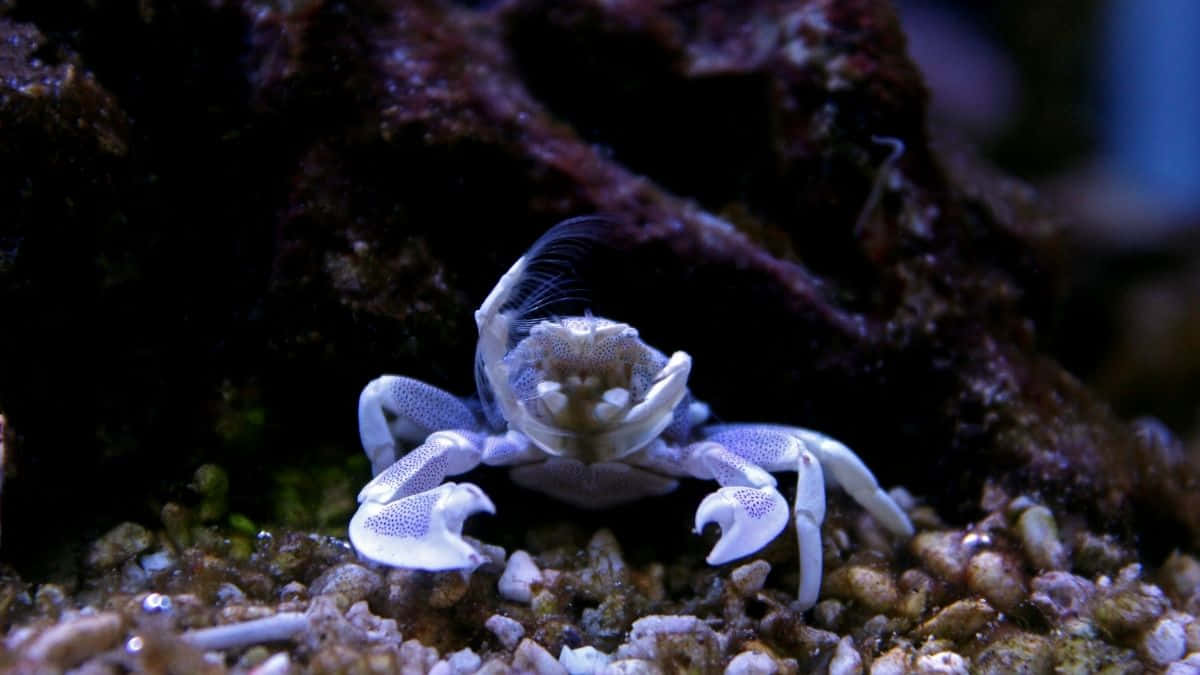 一隻有斑點爪嘅藍色蟹，喺水族箱入面嘅碎石上，靠近珊瑚坐低。
