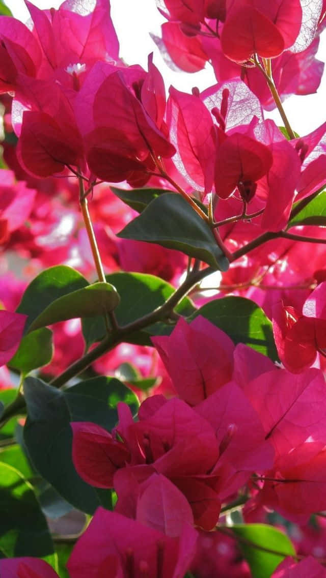 色彩繽紛的街頭藝術 壁紙 — 鮮豔的洋紅色三角梅盛開，茂密的綠葉在明亮的陽光下沐浴，映襯著柔和的白色天空。