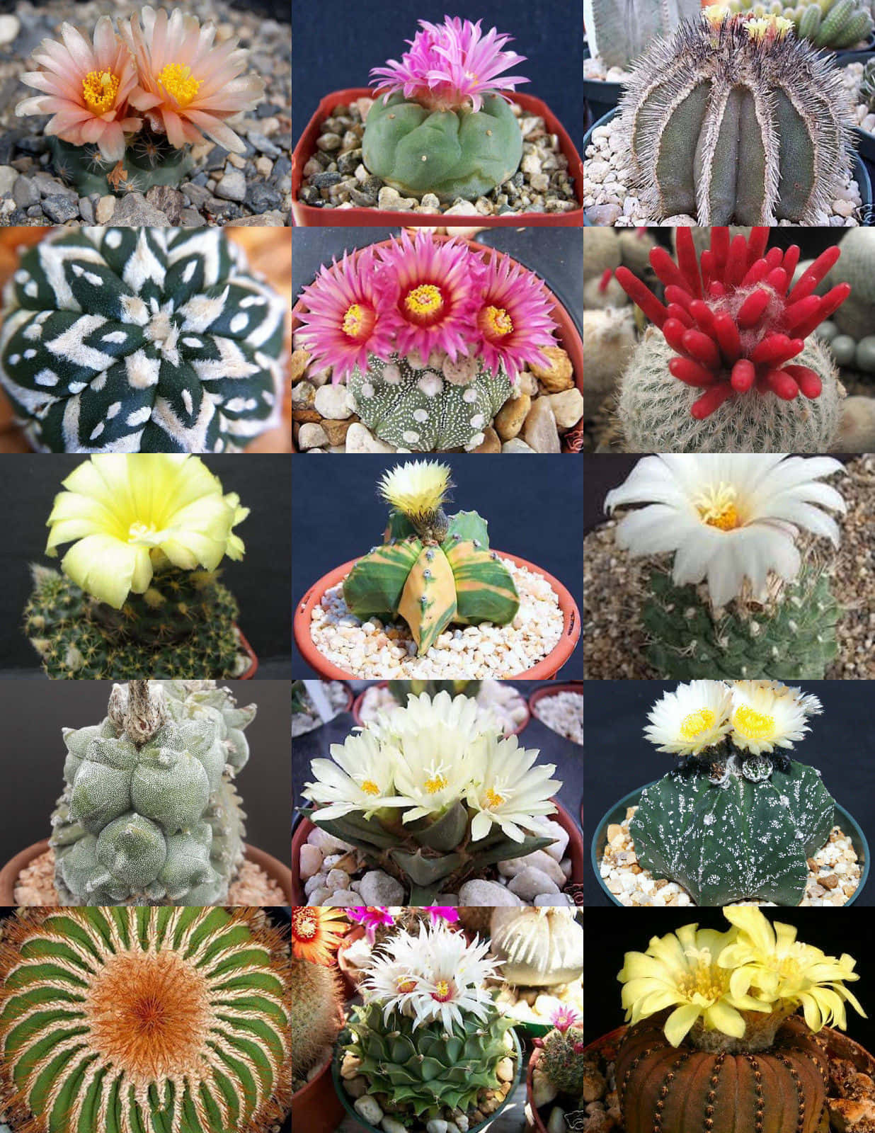 色彩繽紛的趣味仙人掌植物 壁紙 — 一幅充滿活力的仙人掌開花拼貼畫，展示粉紅色、黃色和白色的花朵，襯托著紋理豐富的綠色莖幹和礫石。