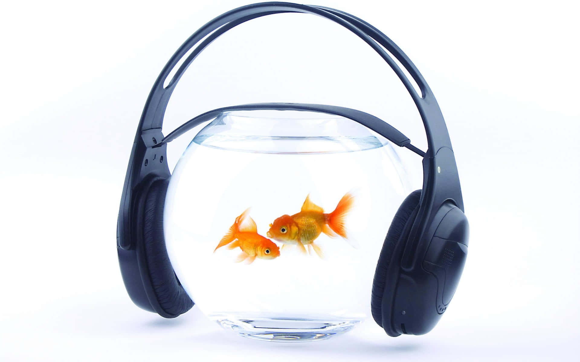 玻璃碗中的兩條金魚戴著黑色耳機。