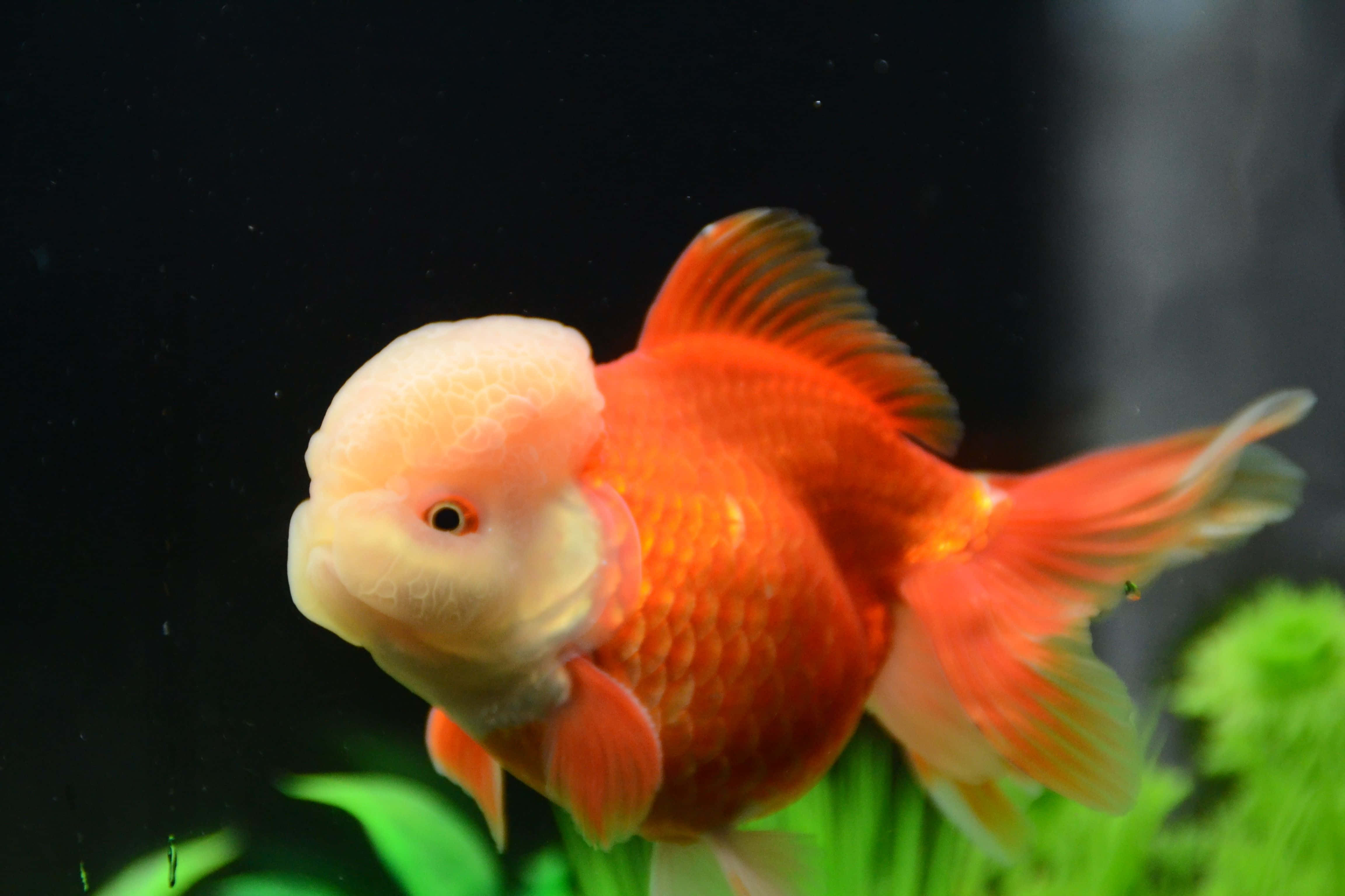 色彩繽紛的金魚享受夏日陽光 壁紙 — 一條鮮豔的橙色和白色花式金魚在深色背景下，優雅地在綠色水生植物附近游動。
