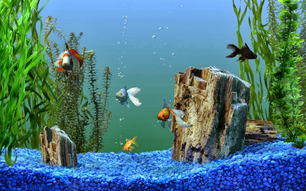 Theme 桌布 壁紙 — 色彩繽紛的金魚和小丑魚在充滿活力的藍色礫石水族箱中，在綠色植物和沉木之間游動。