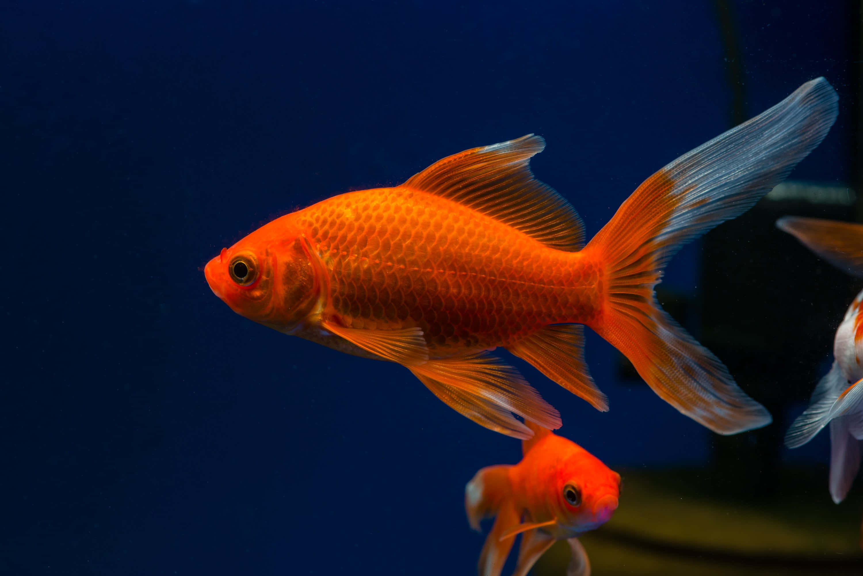 色彩繽紛的金魚在清澈溪流中悠遊 壁紙 — 一條鮮豔的橙色金魚，擁有流暢的魚鰭，在深藍色水族箱背景下優雅地游動。