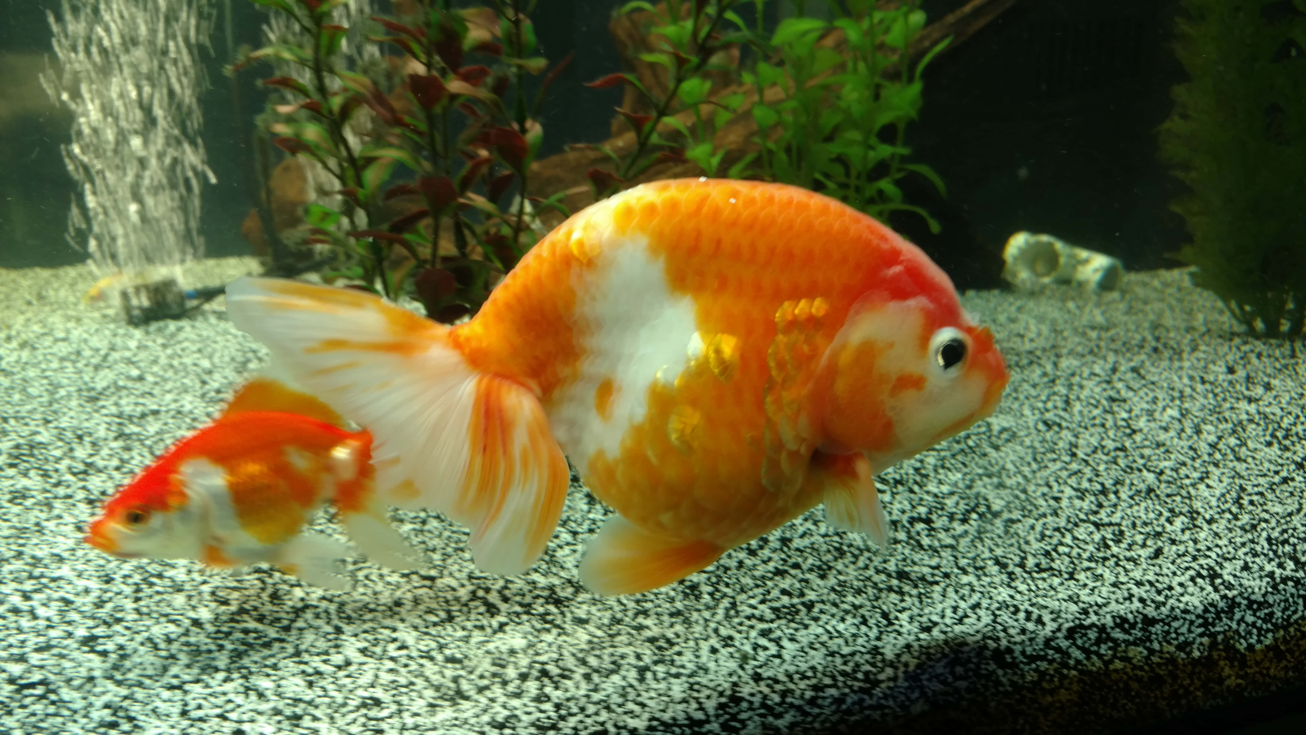 色彩繽紛的金魚群在清澈池塘中悠遊 壁紙 — 兩條鮮豔的橙色和白色金魚在一個有礫石底床和溫和水流的水草缸中優雅地游動。