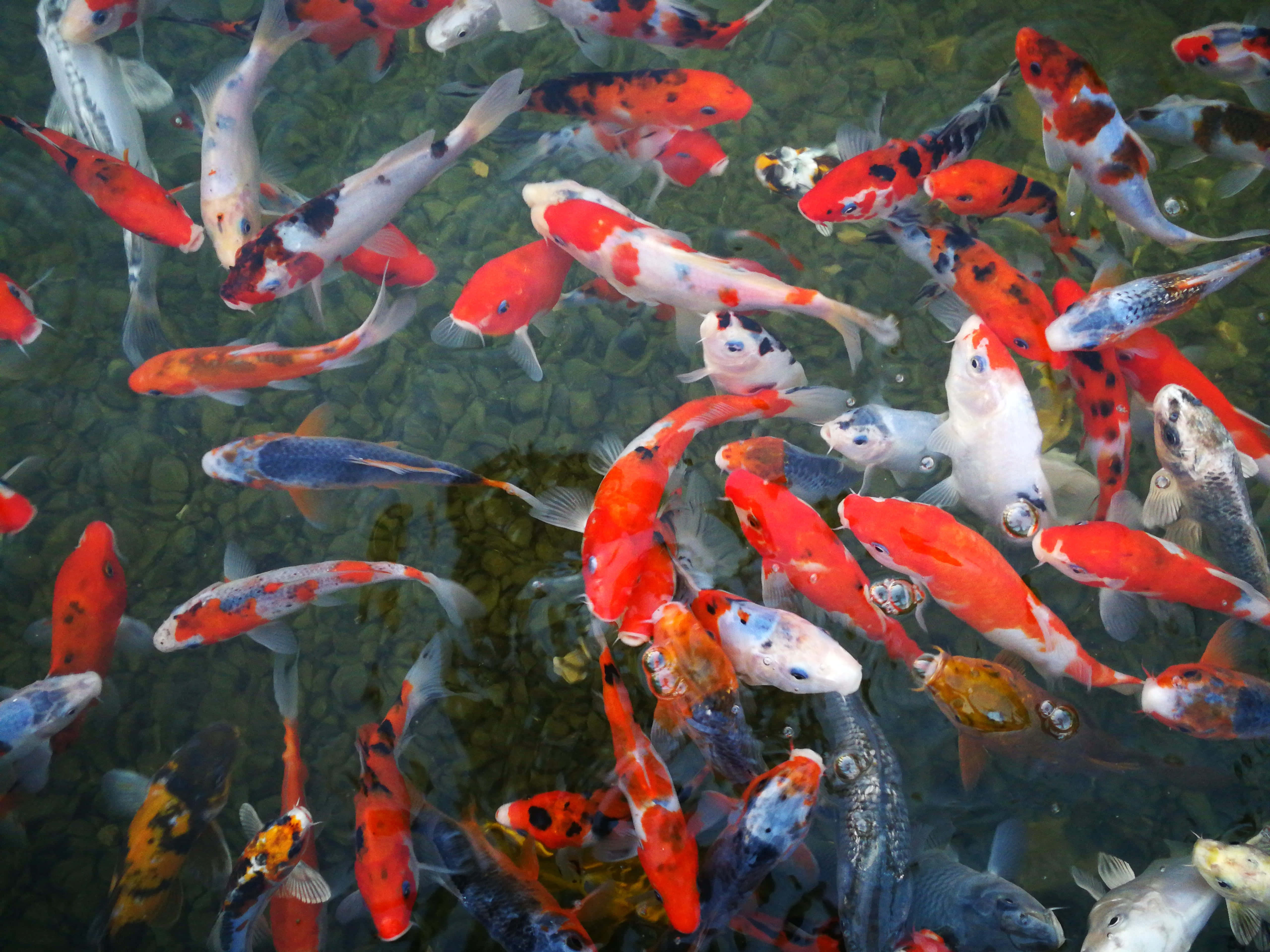 水族箱 桌布 壁紙 — 色彩繽紛的錦鯉在清澈的水中優雅地游過光滑的鵝卵石，營造出寧靜的水中場景。