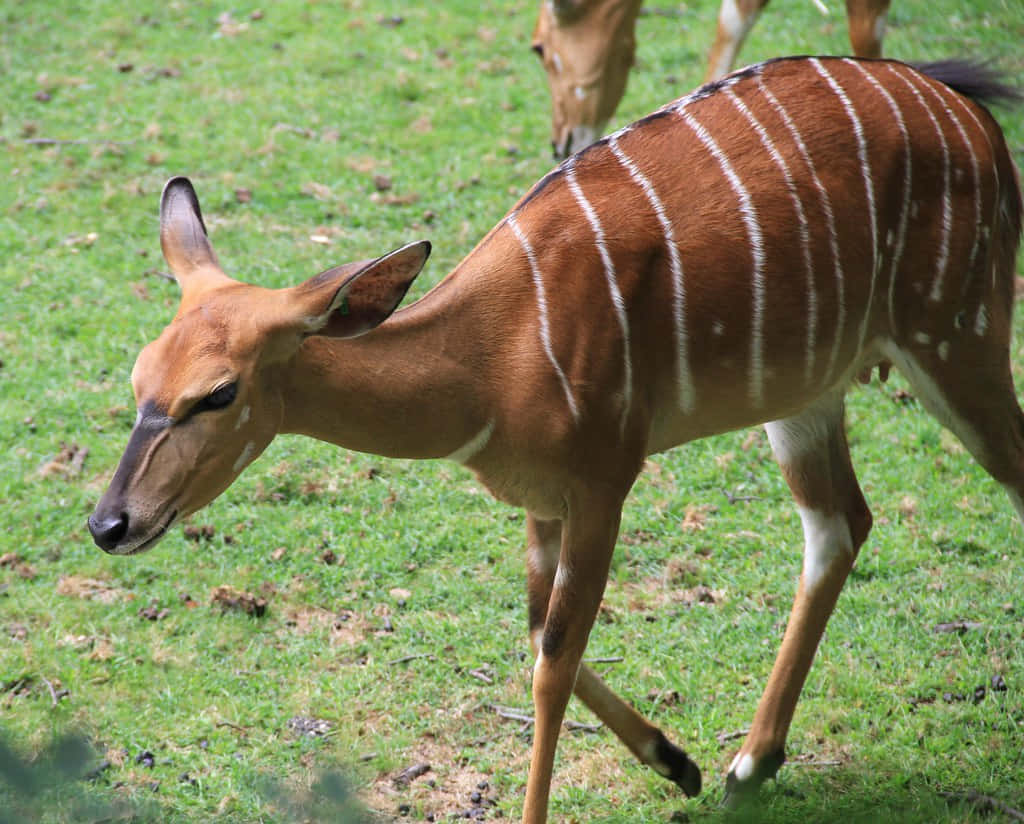 色彩繽紛的非洲動物叢林之旅 壁紙 — 一隻年輕的庫杜羚羊帶有醒目的白色條紋，在斑駁的陽光下平靜地吃著鮮綠色的草。