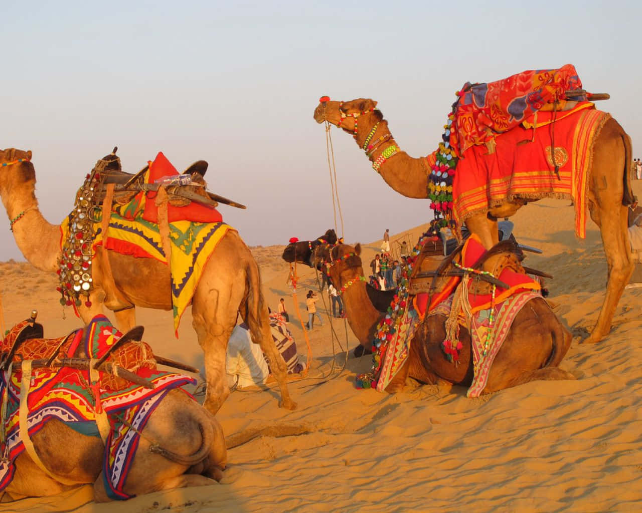 Rajasthan 桌布 壁紙 — 色彩繽紛的駱駝披著鮮豔的紡織品，在柔和的夕陽天空下，休憩在金黃色的沙漠沙丘上。
