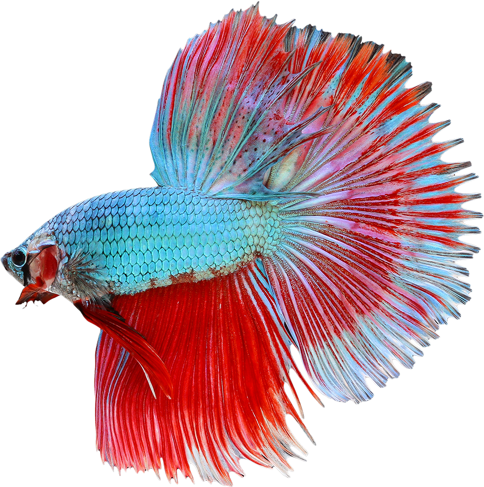 色彩繽紛的鬥魚展示 壁紙 — 一條色彩鮮豔的鬥魚，帶有流動的紅色和藍色魚鰭，在純黑色背景上優雅地展開。