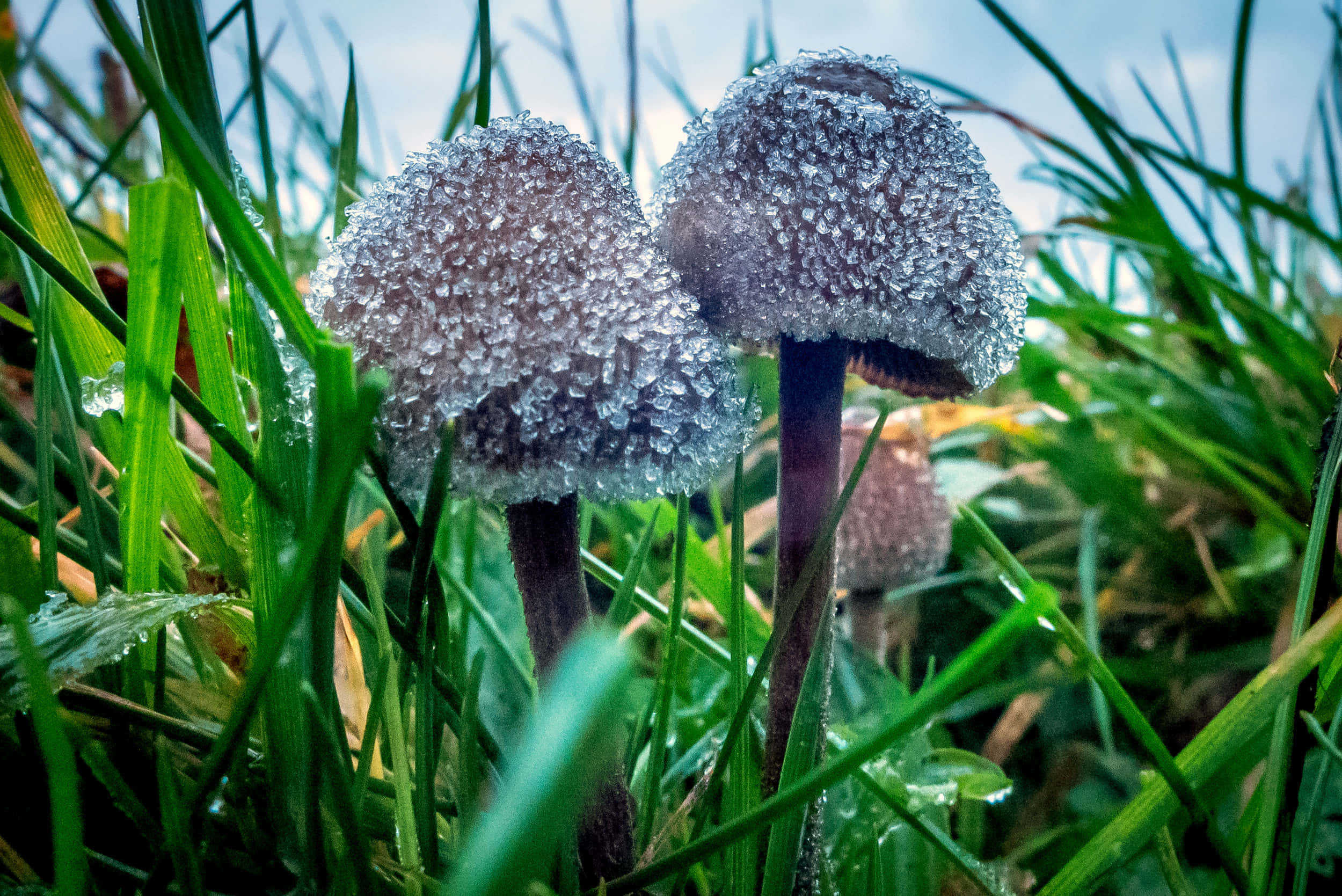 色彩繽紛的魔法蘑菇 壁紙 — 霜覆蓋的蘑菇依偎在鮮綠色的草地上，襯著柔和的藍天。