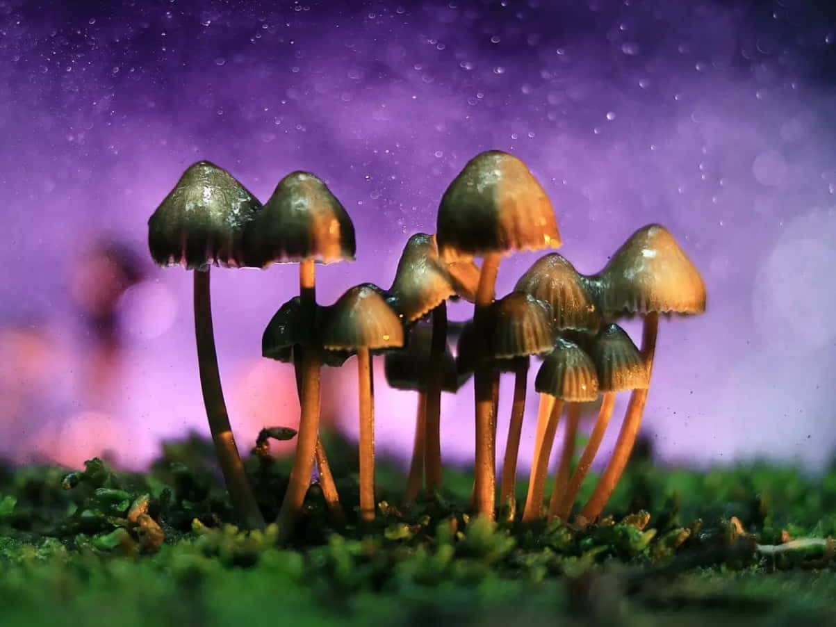 色彩繽紛的魔法蘑菇象徵圖 壁紙 — 細小蘑菇在茂盛綠色苔蘚上方夢幻般的紫色星空下溫暖地發光。