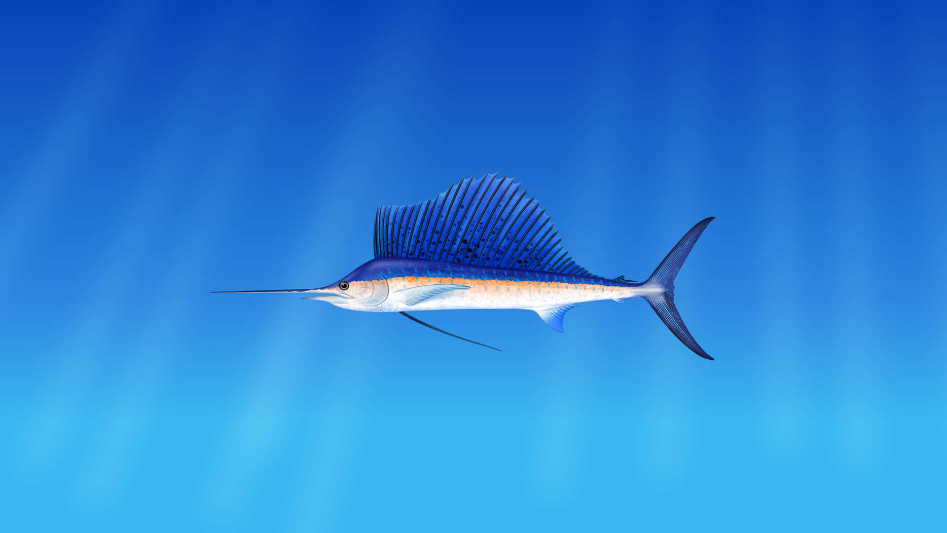旗魚在藍色海洋中游泳，陽光照射