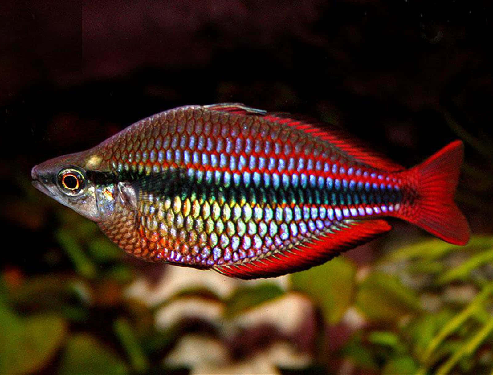 色彩繽紛的魚群 壁紙 — 一條色彩斑斕的彩虹魚在柔和燈光下優雅地穿梭於茂密的綠色水生植物之間。