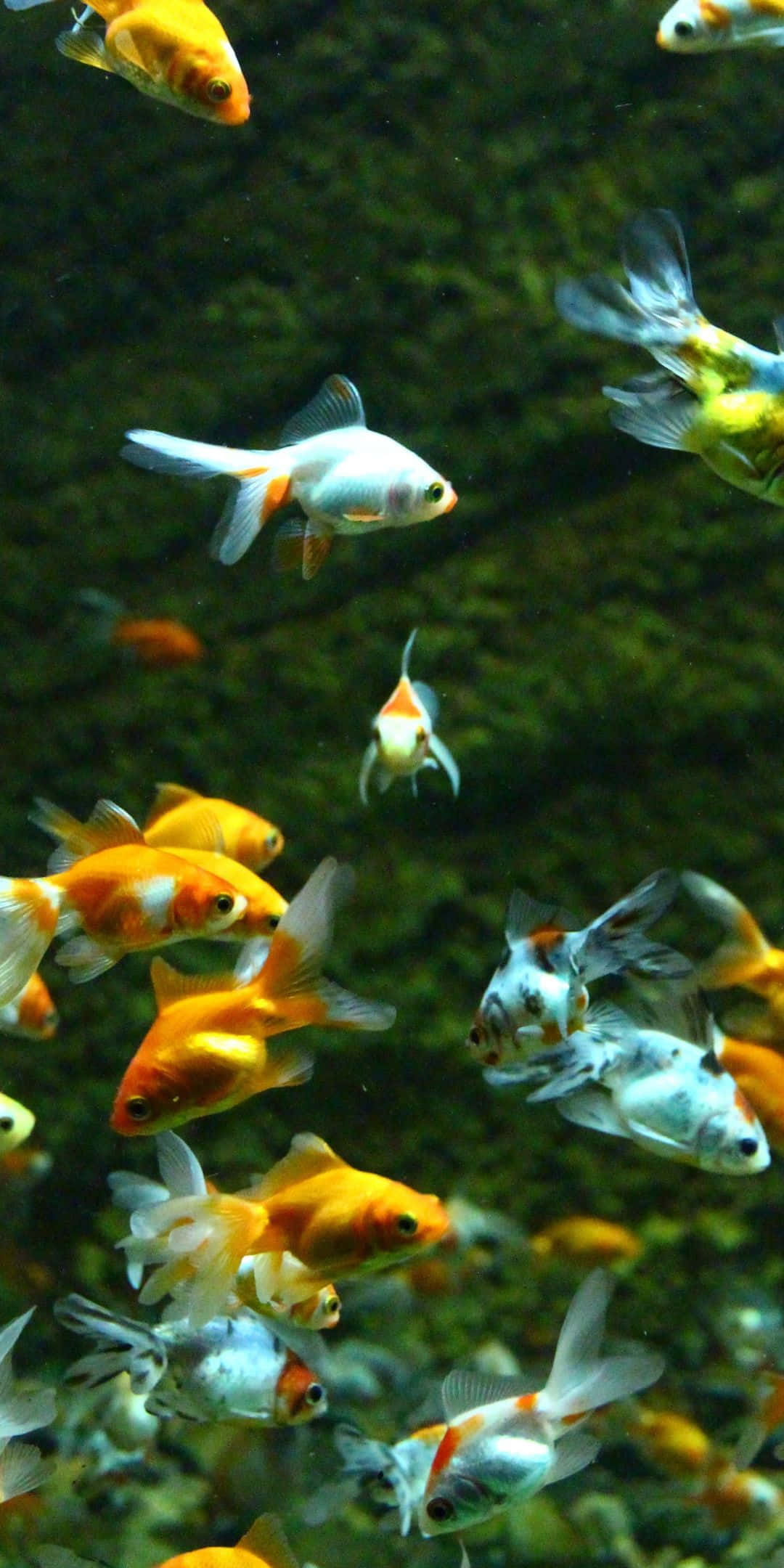 色彩繽紛的魚群在 Pixel 3 螺旋舞動 壁紙 — 一群鮮艷的橙色和白色金魚在清澈的水中優雅地游動，背景是深綠色的水生環境。