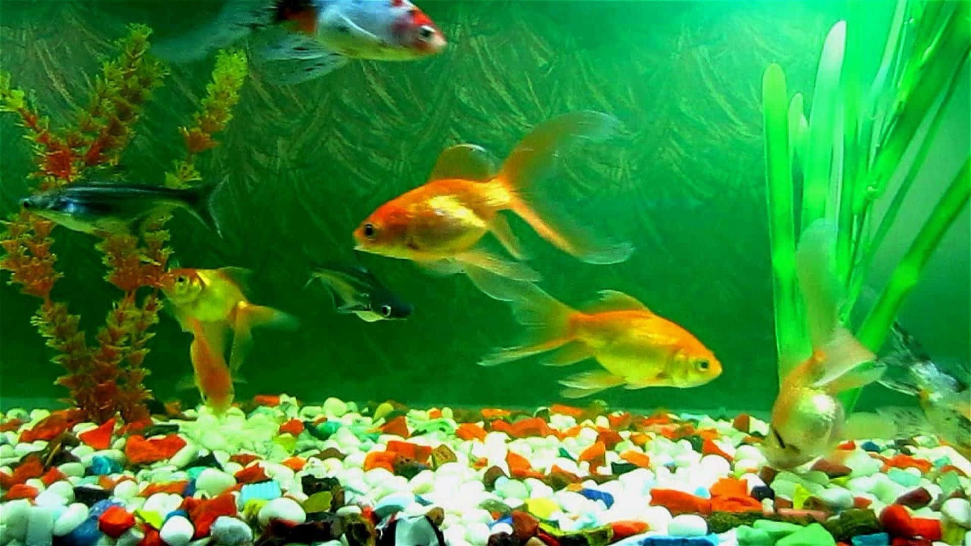 金魚和黑色的魚在一個充滿彩色鵝卵石和綠色植物的水族箱中游動。