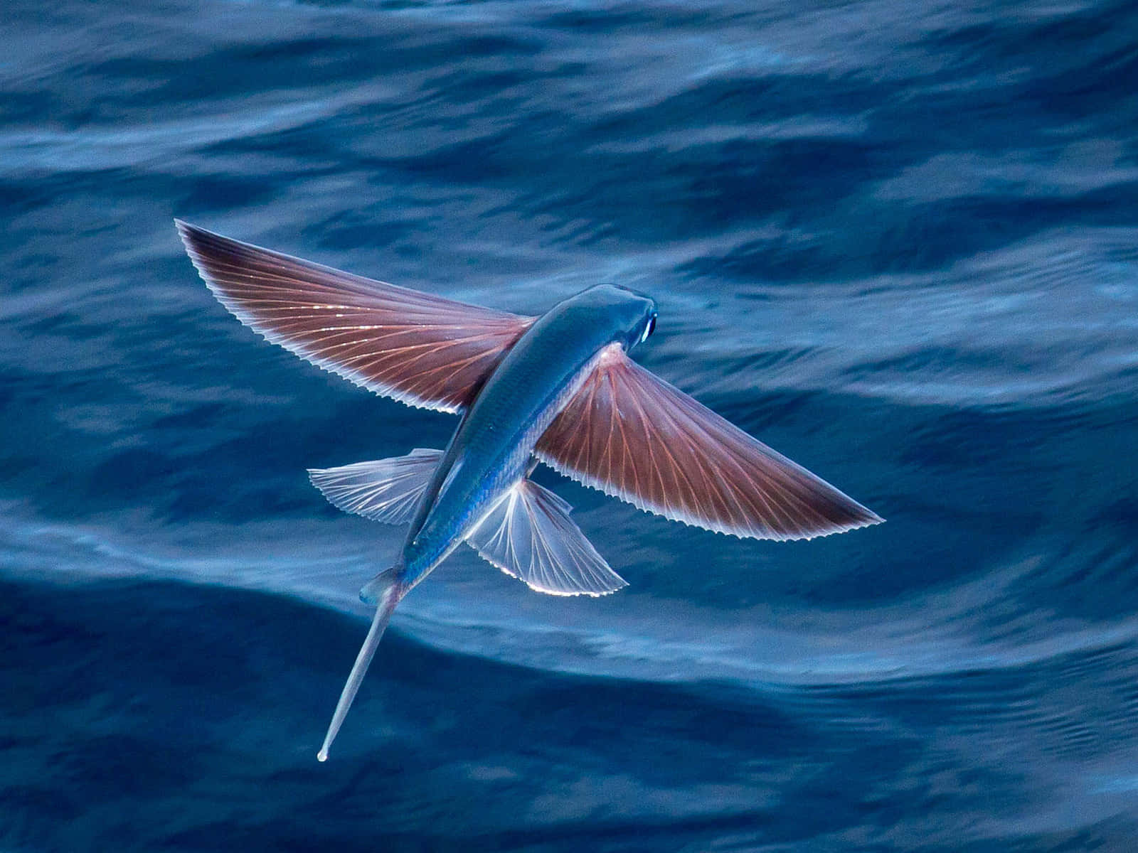 色彩繽紛的魚群在碧綠海洋中悠遊 壁紙 — 一條飛魚在深藍色海浪上優雅地滑翔，展開半透明的翅膀。