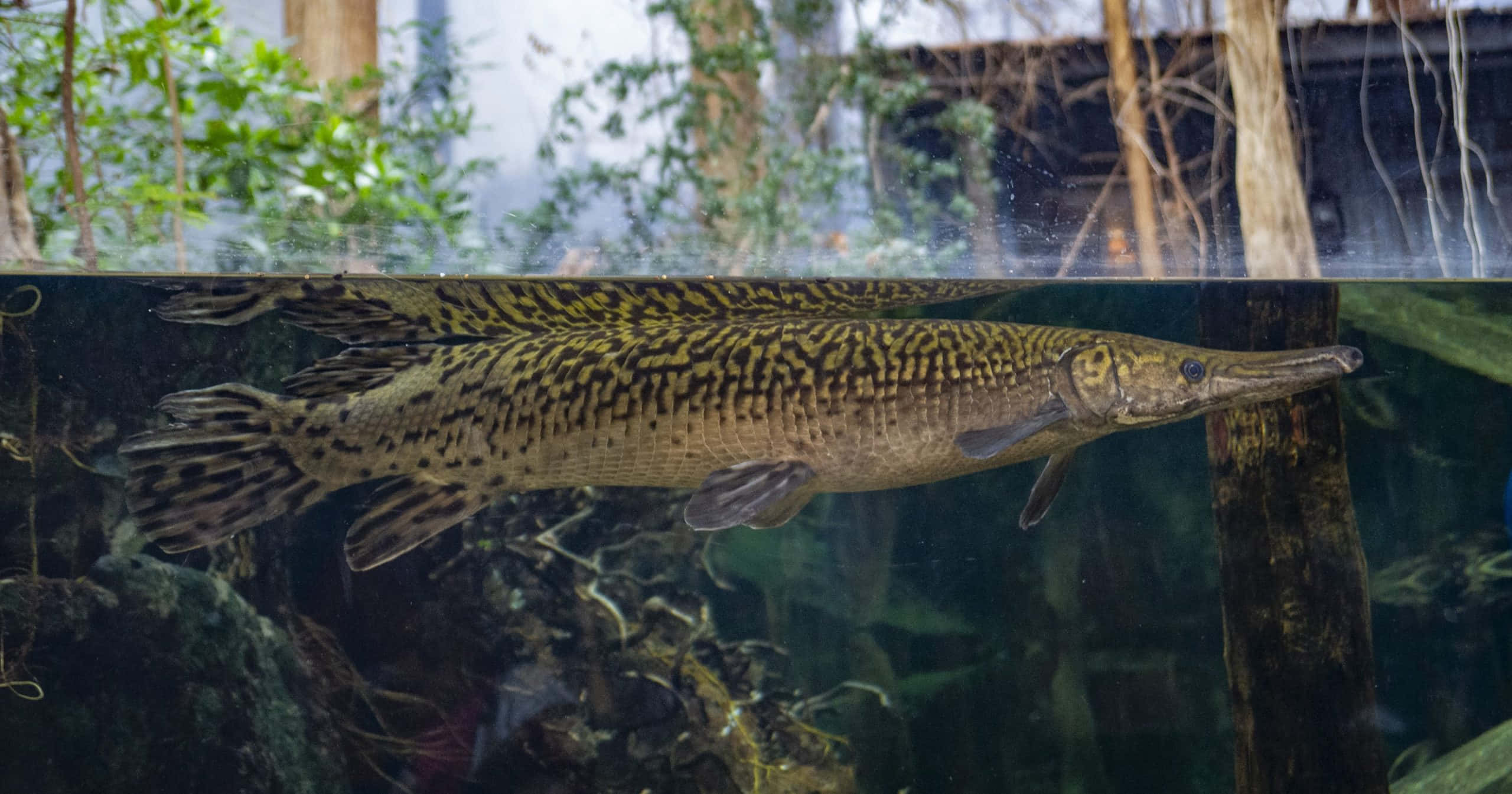 色彩繽紛的鱗鰭魚 壁紙 — 一條大型斑點雀鱔喺種滿植物、有木頭同綠意嘅水族箱入面，喺水面附近優雅咁游緊。