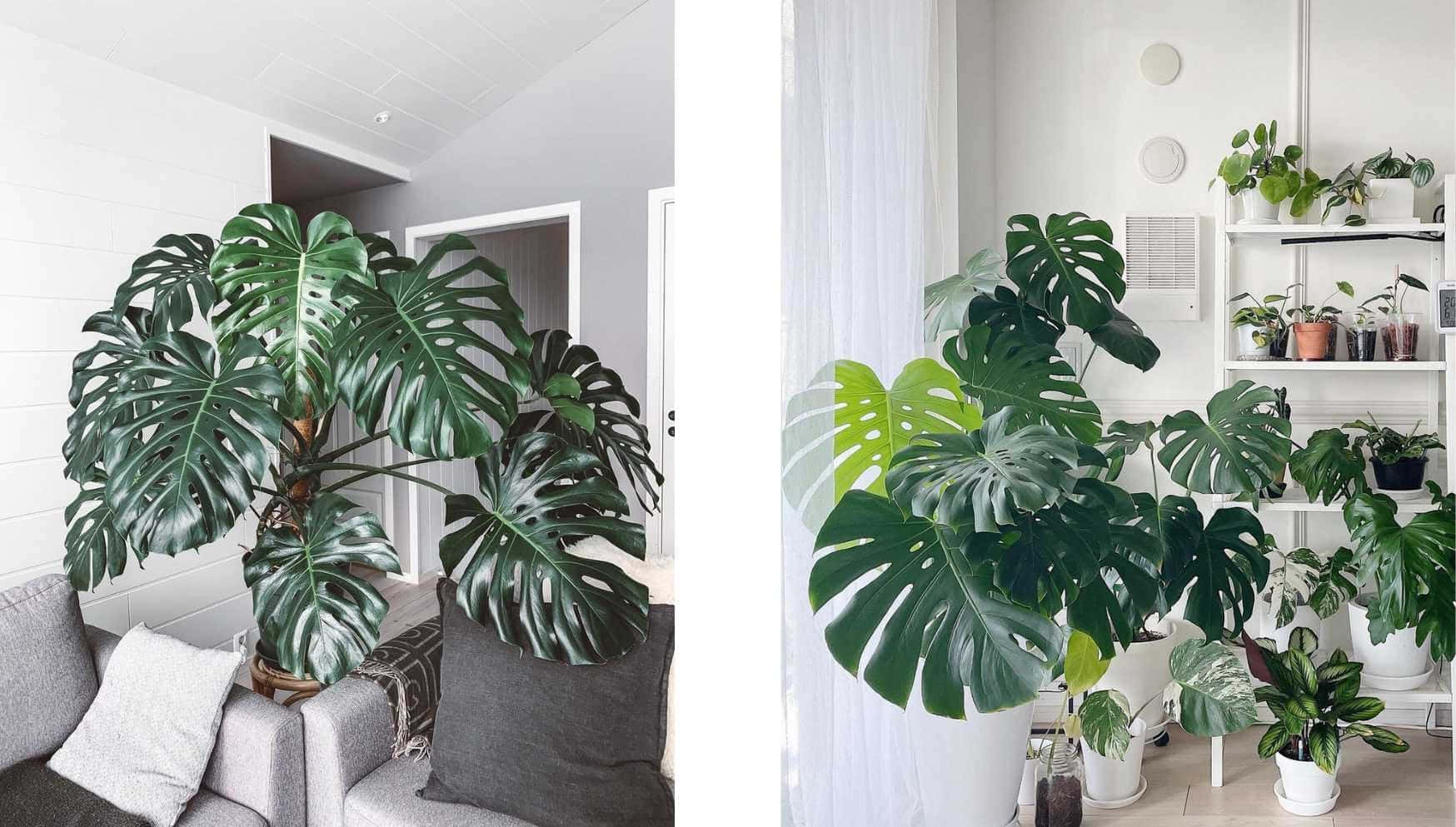 現代客廳中的大型龜背竹植物，配有白色牆壁和灰色家具。