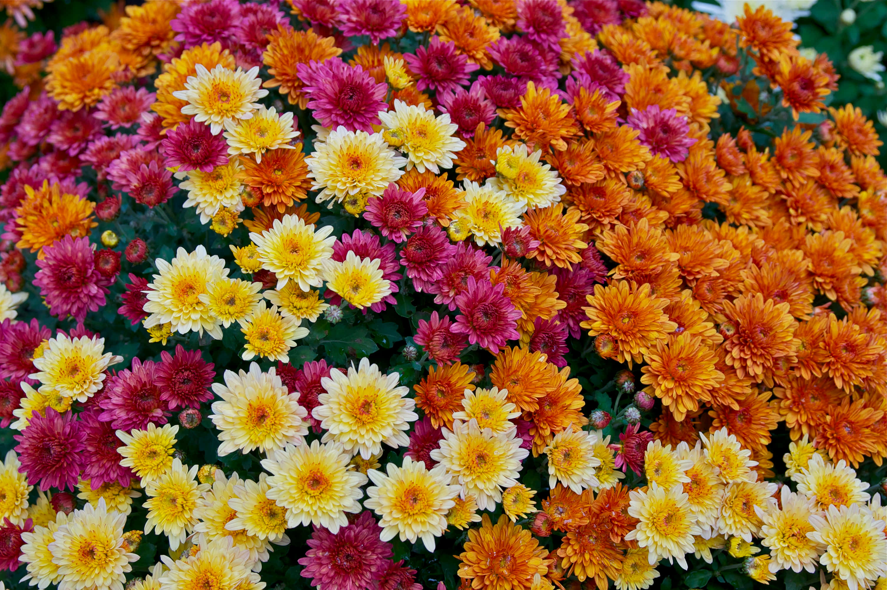 色彩繽紛盛開的菊花 壁紙 — 鮮豔的特寫鏡頭，呈現密集的菊花，帶有火熱的橙色、粉紅色和陽光般的黃色色調。