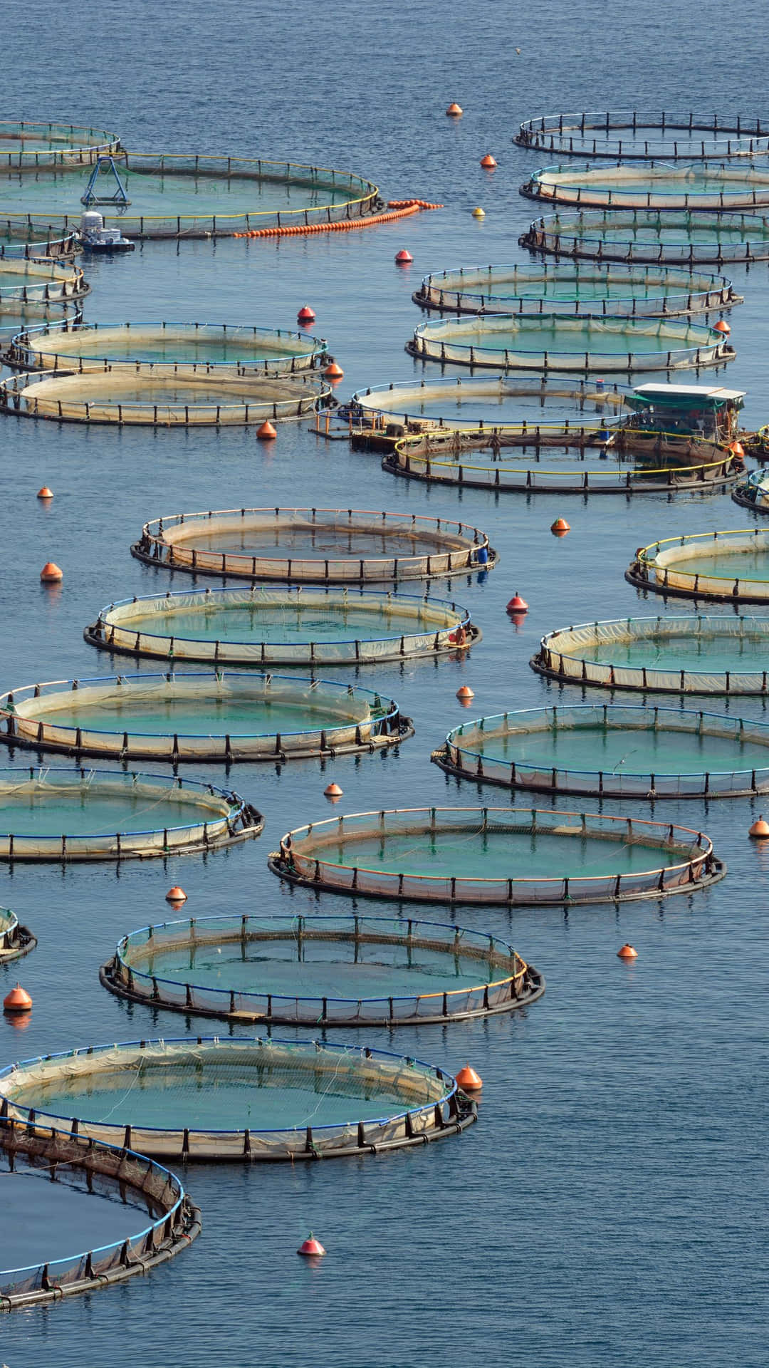 圓形養魚網箱漂浮在平靜的藍色水面上，帶有橙色浮標。