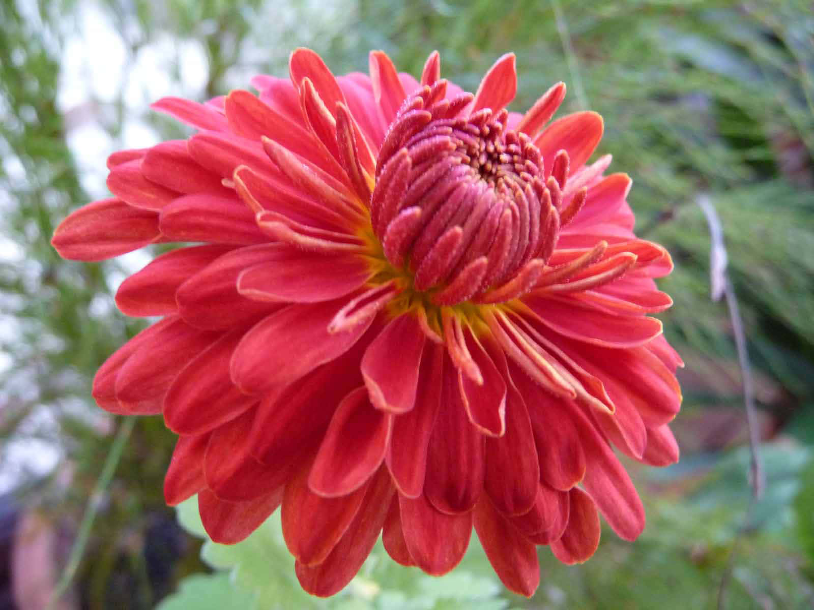 色彩繽紛菊花的特寫 壁紙 — 一朵鮮紅的菊花在柔和模糊的綠色花園背景下清晰綻放。