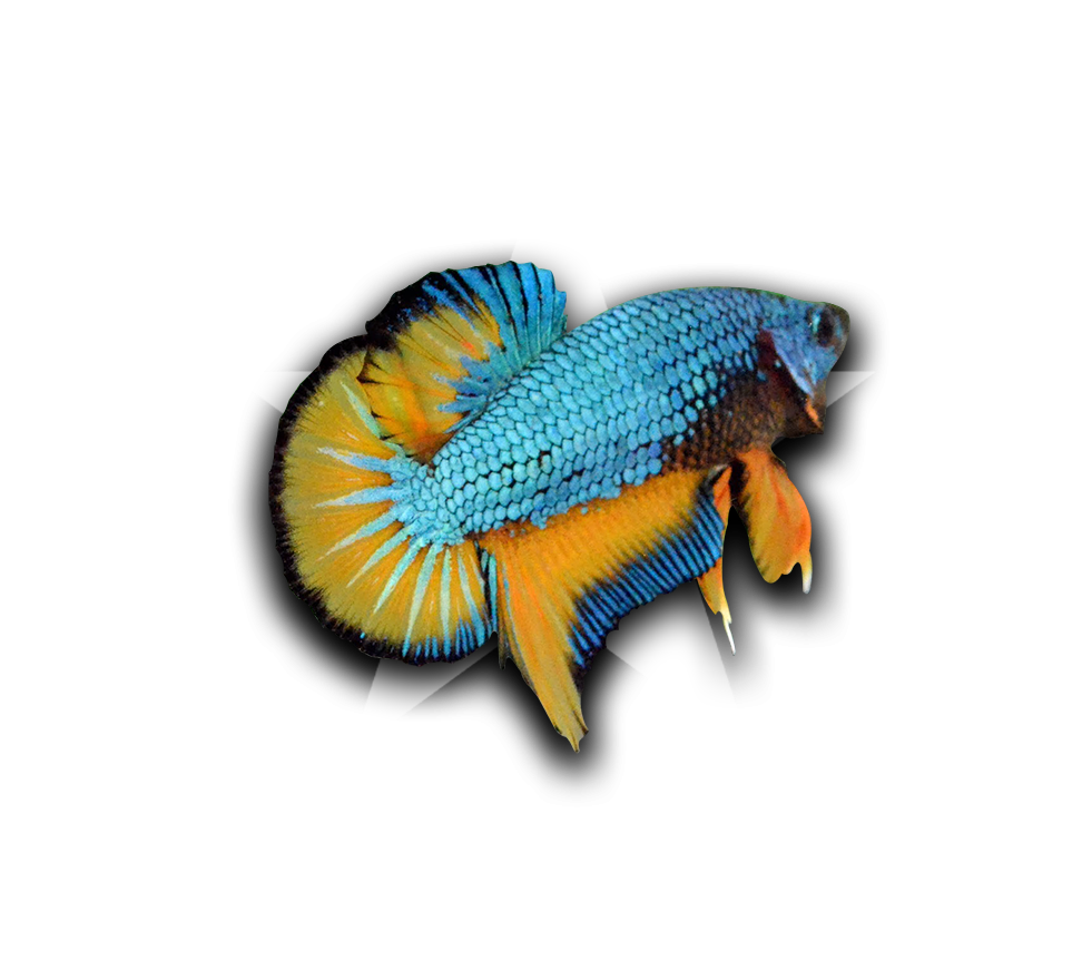 色彩繽紛鬥魚收藏者圖案 壁紙 — 鮮豔的藍色和橙色鬥魚，流動的魚鰭，位於白色星星標誌中心，黑色背景。