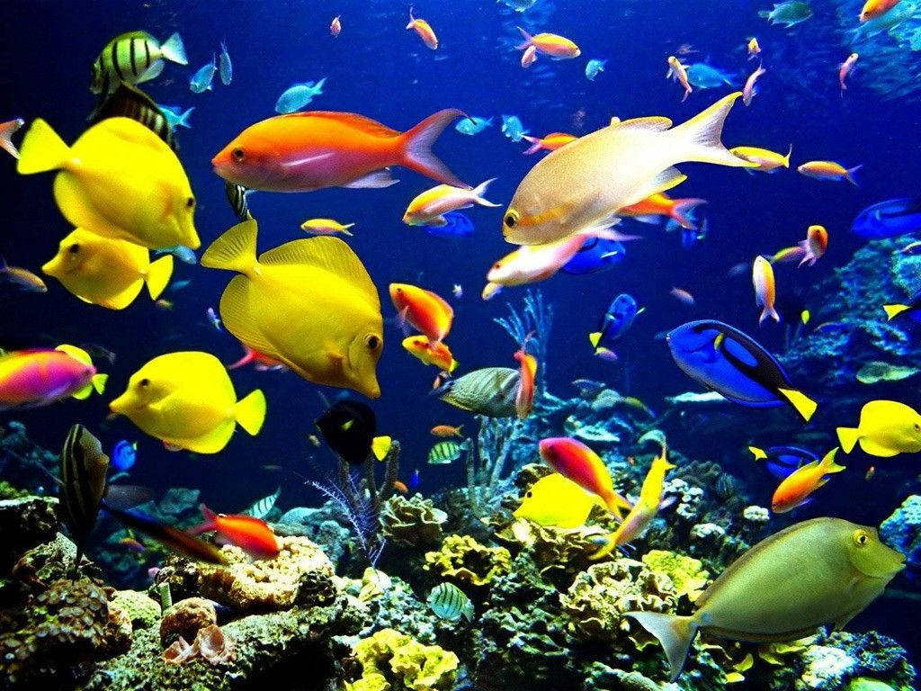 色彩繽紛的熱帶魚在清澈的藍色海水中穿梭於珊瑚礁之間。