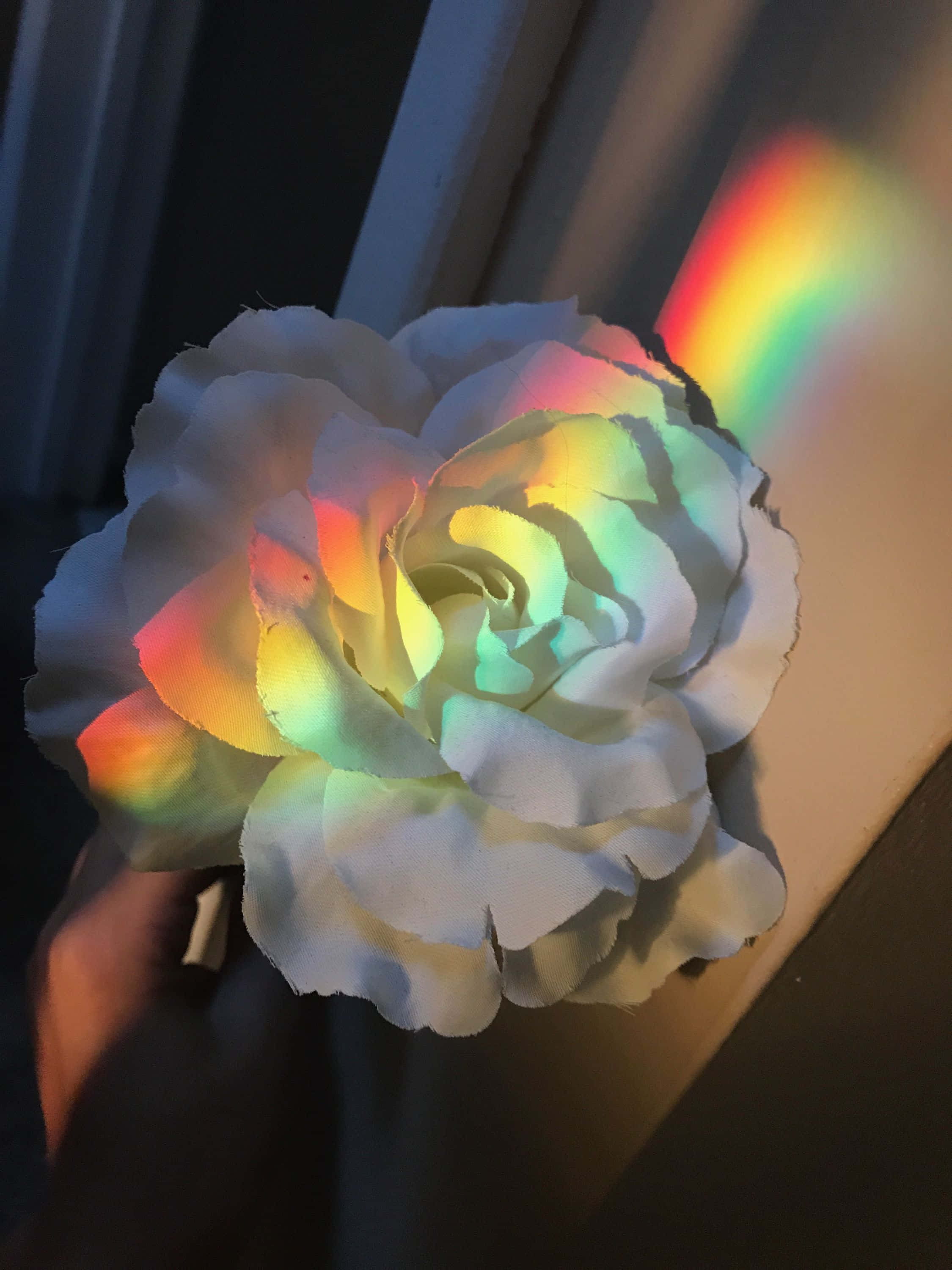 色彩美學：花朵與彩虹燈光 壁紙 — 一隻手拿著一朵白玫瑰，被彩虹棱鏡照亮，將彩色光投射到花瓣和牆上。