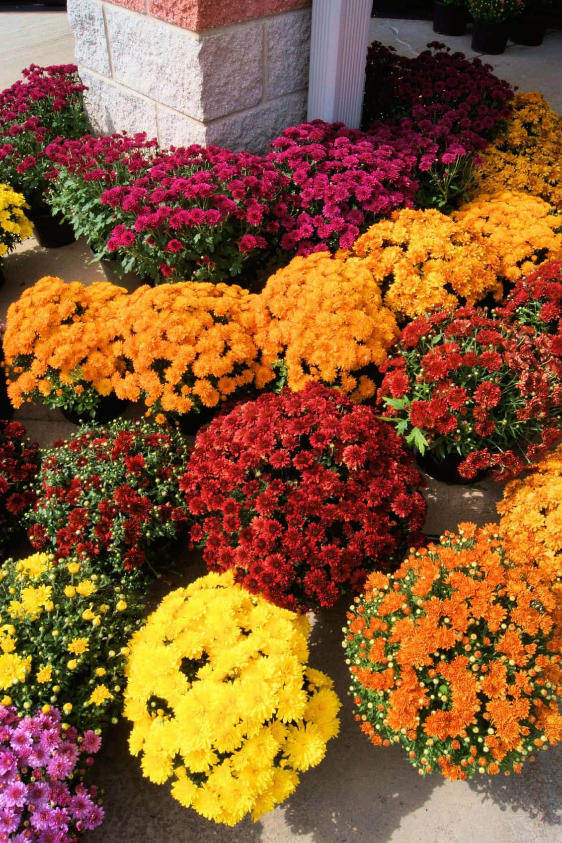 色彩與香氣交織的菊花 壁紙 — 鮮豔的紅色、橙色、黃色和紫色菊花在陽光明媚的日子裡，在石頭建築外整齊排列盛開。