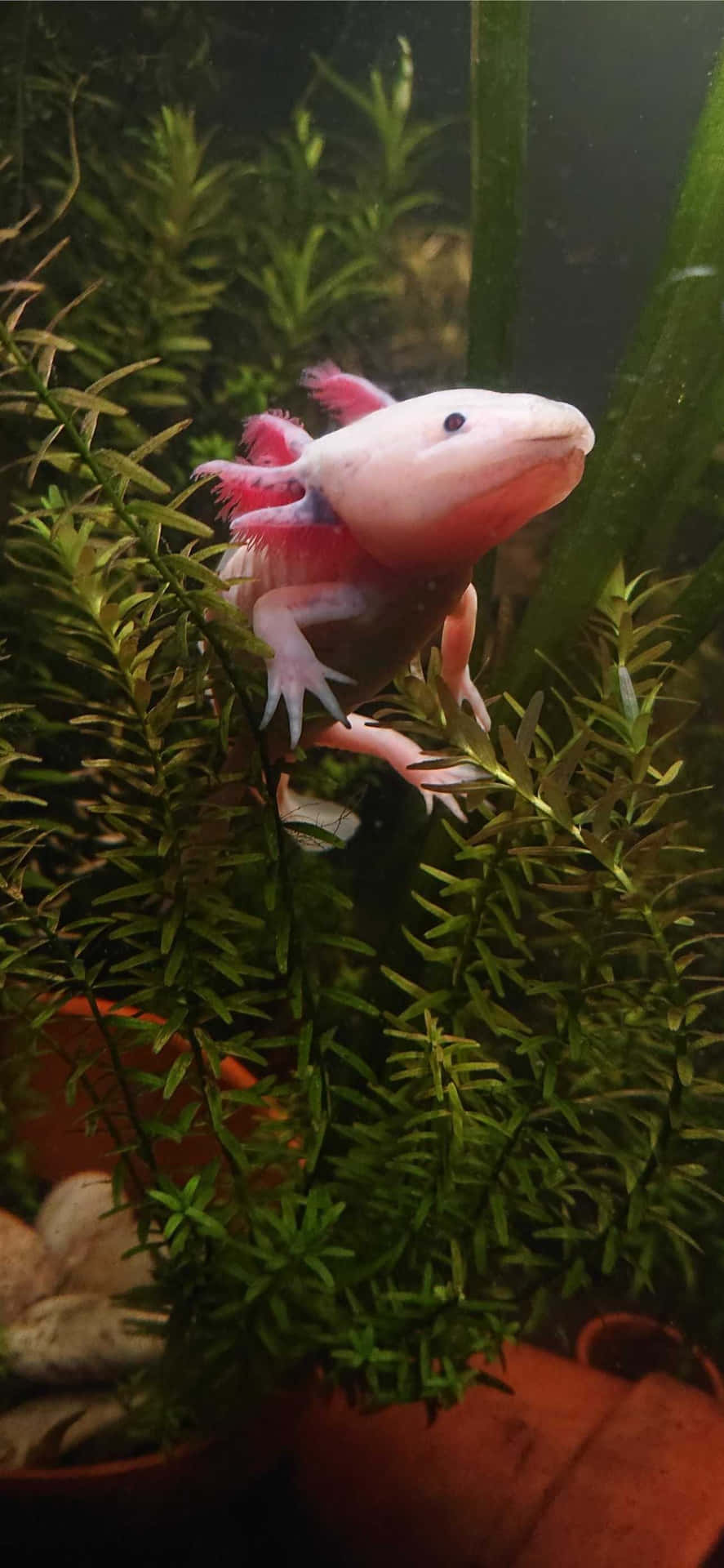粉紅色墨西哥蠑螈，帶有羽毛狀的鰓，在水族箱的綠色水生植物間。