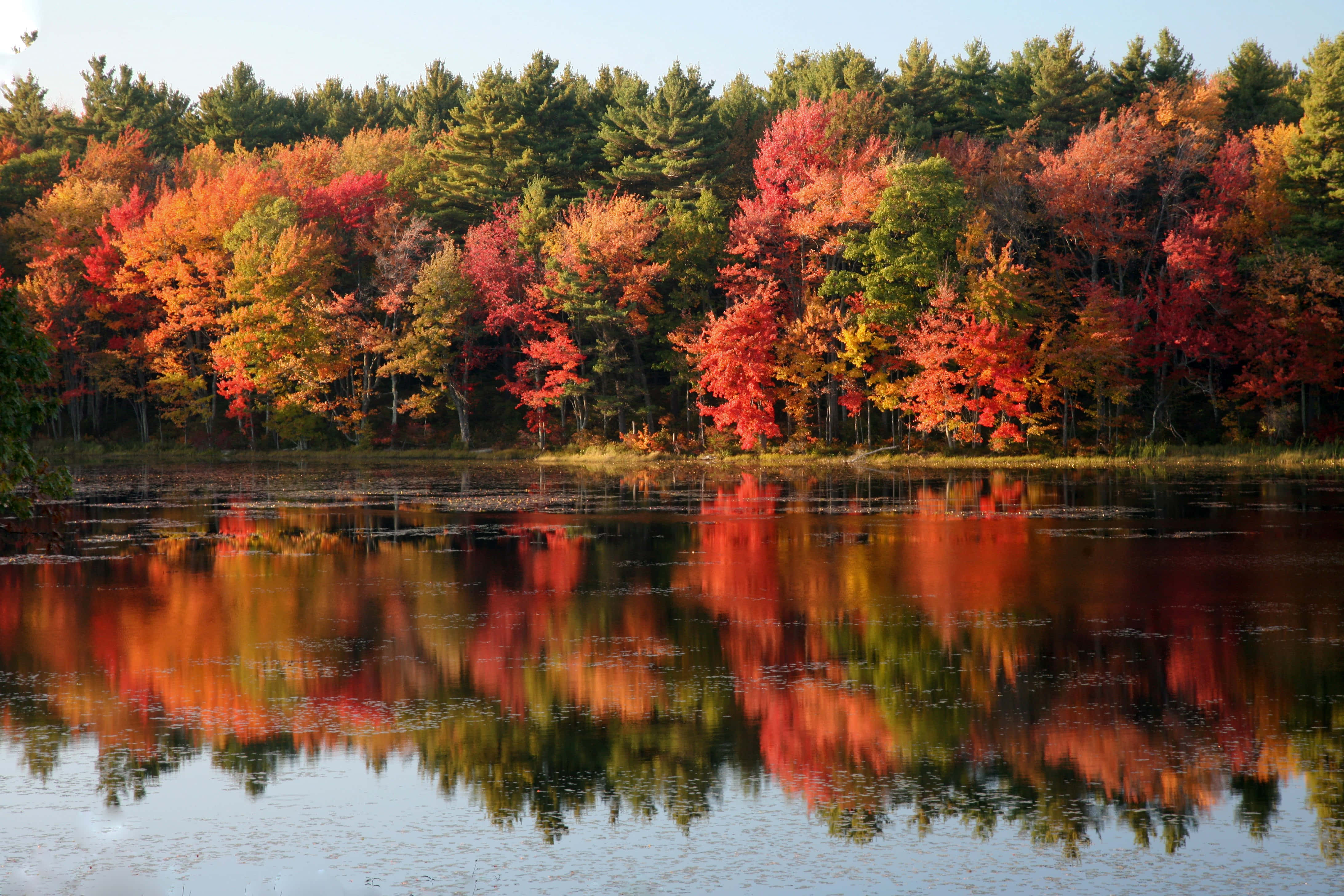 Fall Photography 桌布 壁紙 — 色彩鮮豔的秋樹，紅、橙、綠葉在晴朗的藍天下完美倒映在平靜的湖面上。