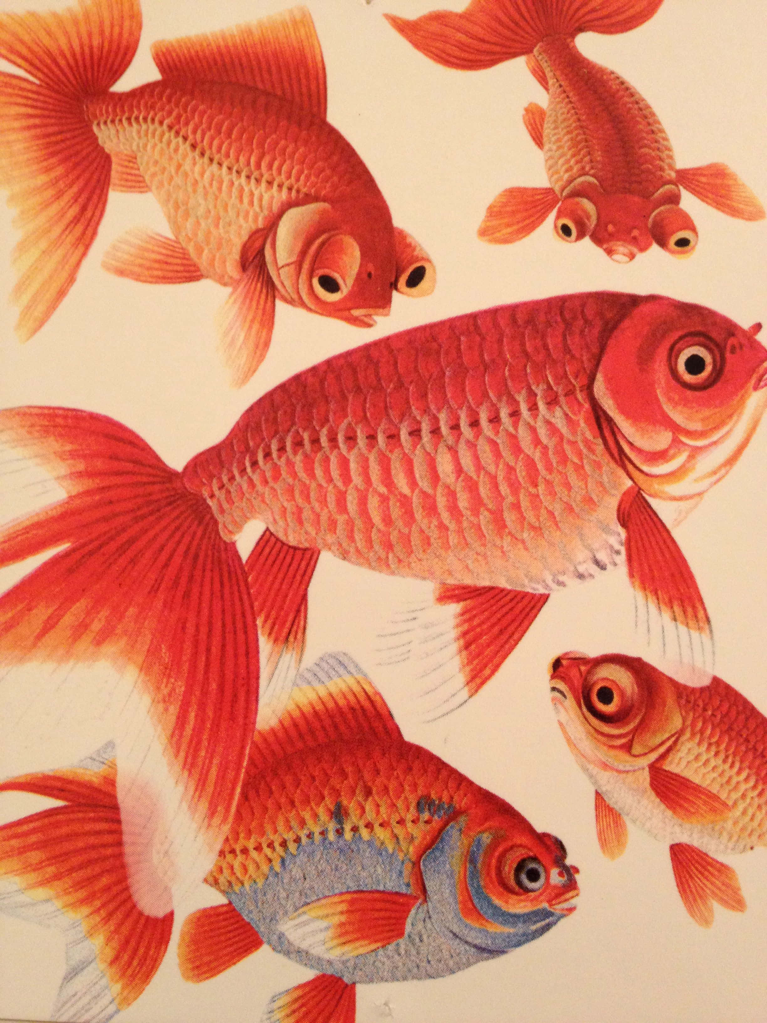 色彩鮮豔的金魚和諧共游 壁紙 — 鮮豔的紅色和橙色金魚，帶有細緻的鱗片，在柔和的奶油色背景上優雅地游動。