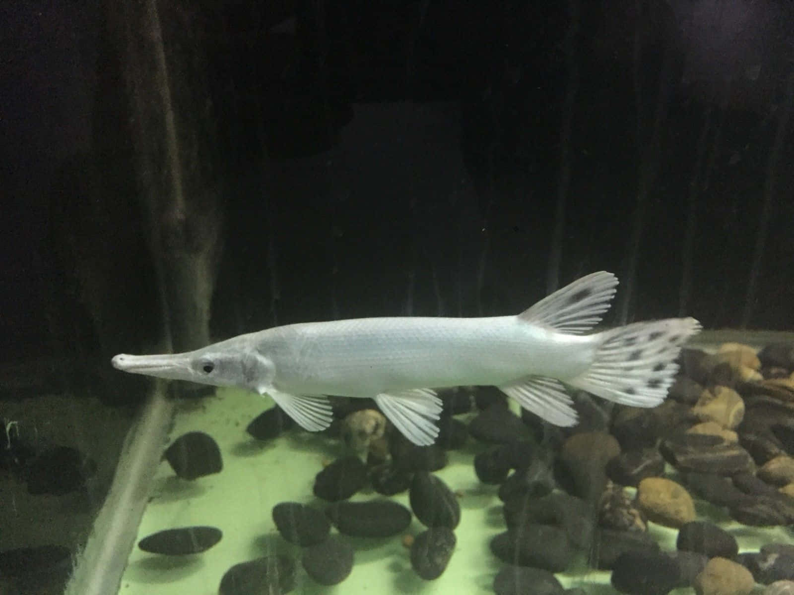 色彩鮮豔的鱗鰭魚全貌 壁紙 — 一條修長的銀色雀鱔在昏暗的水族箱中，優雅地在深淺不一的河石上游動。